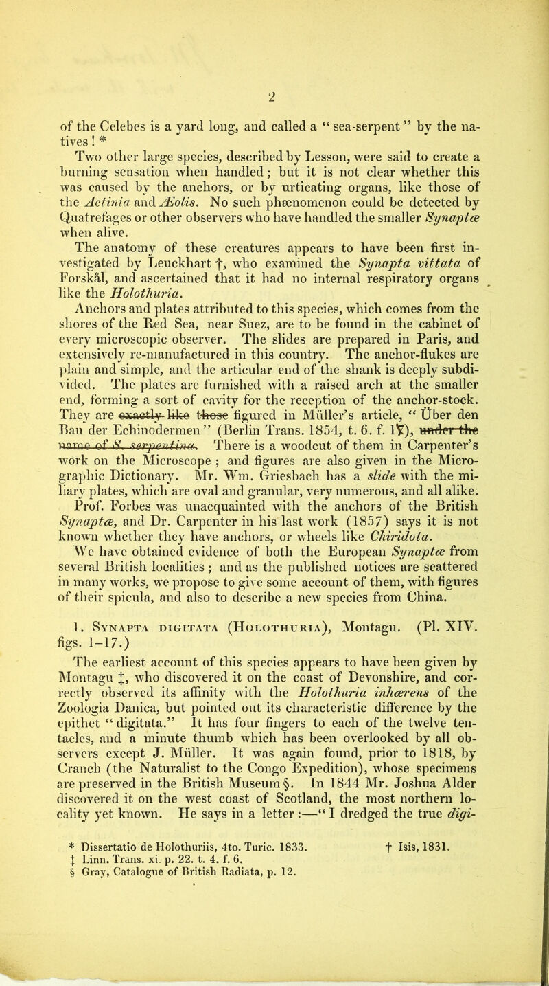 2 of the Celebes is a yard long, and called a “ sea-serpent” by the na- tives ! # Two other large species, described by Lesson, were said to create a burning sensation when handled; but it is not clear whether this was caused by the anchors, or by urticating organs, like those of the Actinia and JEolis. No such phsenomenon could be detected by Quatrefages or other observers who have handled the smaller Synapta when alive. The anatomy of these creatures appears to have been first in- vestigated by Leuckhart f, who examined the Synapta vittata of Forskal, and ascertained that it had no internal respiratory organs like the Holothuria. Anchors and plates attributed to this species, which comes from the shores of the Red Sea, near Suez, are to be found in the cabinet of every microscopic observer. The slides are prepared in Paris, and extensively re-manufactured in this country. The anchor-flukes are plain and simple, and the articular end of the shank is deeply subdi- vided. The plates are furnished with a raised arch at the smaller end, forming a sort of cavity for the reception of the anchor-stock. They are exactly- Uke those figured in Muller’s article, “ Ober den Bau der Echinodermen” (Berlin Trans. 1854, t. 6. f. IV), under the name of S. serpentine There is a woodcut of them in Carpenter’s work on the Microscope ; and figures are also given in the Micro- graphic Dictionary. Mr. Wm. Griesbach has a slide with the mi- liary plates, which are oval and granular, very numerous, and all alike. Prof. Forbes was unacquainted with the anchors of the British Synapta, and Dr. Carpenter in his last wrork (1857) says it is not known whether they have anchors, or wheels like Chiridota. We have obtained evidence of both the European Synapta from several British localities ; and as the published notices are scattered in many works, we propose to give some account of them, with figures of their spicula, and also to describe a new species from China. 1. Synapta digitata (Holothuria), Montagu. (PI. XIV. figs. 1-17.) The earliest account of this species appears to have been given by Montagu who discovered it on the coast of Devonshire, and cor- rectly observed its affinity with the Holothuria inharens of the Zoologia Danica, but pointed out its characteristic difference by the epithet “ digitata.” It has four fingers to each of the twelve ten- tacles, and a minute thumb which has been overlooked by all ob- servers except J. Muller. It was again found, prior to 1818, by Cranch (the Naturalist to the Congo Expedition), whose specimens are preserved in the British Museum §. In 1844 Mr. Joshua Alder discovered it on the west coast of Scotland, the most northern lo- cality yet known. He says in a letter:—“I dredged the true digi- * Dissertatio de Holothuriis, 4to. Turic. 1833. f Isis, 1831. f Linn. Trans, xi. p. 22. t. 4. f. 6. § Gray, Catalogue of British Radiata, p. 12.