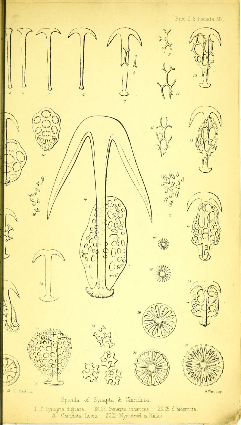 Proc. Z. S .’Radiata Jp. p. deL G.H.Fard. Ml. W.West imp. Spicula of Synapta k Clmdota. 1.17. Synapta digitata. 18_22. Synapta mhasrens. 23_25. S.Pidaritata 26 . Cliridota laevis. 2Z.2I. Mynotrochus Pinkii.