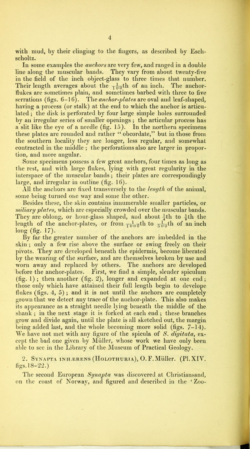 with mud, by their clinging to the fingers, as described by Esch- scholtz. In some examples the anchors are very few, and ranged in a double line along the muscular bands. They vary from about twenty-five in the field of the inch object-glass to three times that number. Their length averages about the -j-J-^-th of an inch. The anchor- flukes are sometimes plain, and sometimes barbed with three to five serrations (figs. 6-16). The anchor-plates are oval and leaf-shaped, having a process (or stalk) at the end to which the anchor is articu- lated ; the disk is perforated by four large simple holes surrounded by an irregular series of smaller openings ; the articular process has a slit like the eye of a needle (fig. 15). In the northern specimens these plates are rounded and rather “ obcordate,” but in those from the southern locality they are longer, less regular, and somewhat contracted in the middle ; the perforations also are larger in propor- tion, and more angular. Some specimens possess a few great anchors, four times as long as the rest, and with large flukes, lying with great regularity in the interspace of the muscular bands; their plates are correspondingly large, and irregular in outline (fig. 16). All the anchors are fixed transversely to the length of the animal, some being turned one way and some the other. Besides these, the skin contains innumerable smaller particles, or miliary 'plates, which are especially crowded over the muscular bands. They are oblong, or hour-glass shaped, and about ^th to -|th the length of the anchor-plates, or from yaV^th to th of an inch long (fig. 17). By far the greater number of the anchors are imbedded in the skin ; only a few rise above the surface or swing freely on their pivots. They are developed beneath the epidermis, become liberated by the wearing of the surface, and are themselves broken by use and worn away and replaced by others. The anchors are developed before the anchor-plates. First, we find a simple, slender spiculum (fig. 1) ; then another (fig. 2), longer and expanded at one end; those only which have attained their full length begin to develope flukes (figs. 4, 5) ; and it is not until the anchors are completely grown that we detect any trace of the anchor-plate. This also makes its appearance as a straight needle lying beneath the middle of the shank ; in the next stage it is forked at each end ; these branches grow and divide again, until the plate is all sketched out, the margin being added last, and the whole becoming more solid (figs. 7-14). We have not met with any figure of the spicula of S. digitata, ex- cept the bad one given by Muller, whose work we have only been able to see in the Library of the Museum of Practical Geology. 2. Synapta inh^erens (Holothuria), O. F. Muller. (PI.XIV. figs. 18-22.) The second European Synapta was discovered at Christiansand, on the coast of Norway, and figured and described in the ‘Zoo-