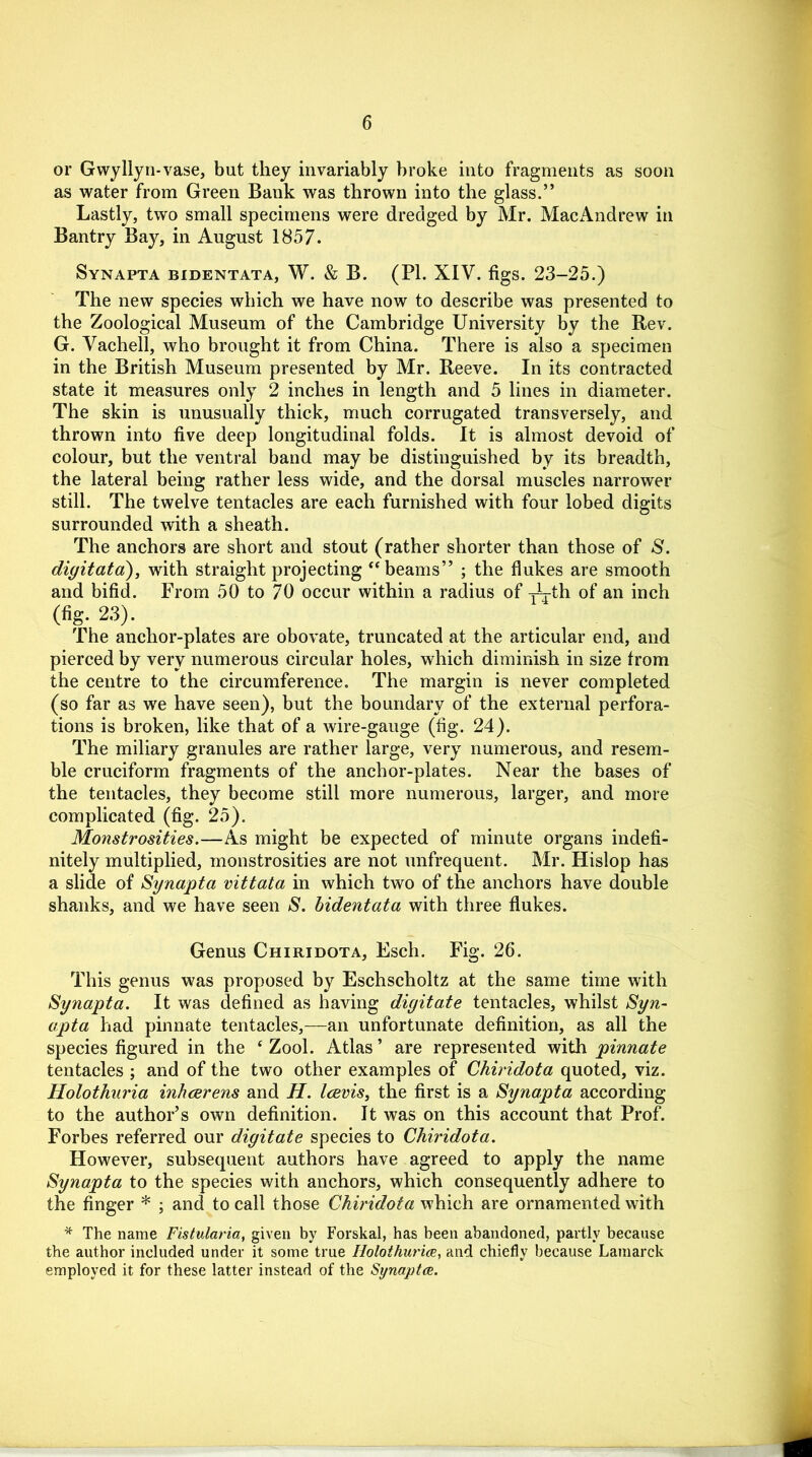 or Gwyllyn-vase, but they invariably broke into fragments as soon as water from Green Bank was thrown into the glass.” Lastly, two small specimens were dredged by Mr. Mac Andrew in Bantry Bay, in August 1857. Synapta bidentata, W. & B. (PI. XIV. figs. 23-25.) The new species which we have now to describe was presented to the Zoological Museum of the Cambridge University by the Rev. G. Vachell, who brought it from China. There is also a specimen in the British Museum presented by Mr. Reeve. In its contracted state it measures only 2 inches in length and 5 lines in diameter. The skin is unusually thick, much corrugated transversely, and thrown into five deep longitudinal folds. It is almost devoid of colour, but the ventral band may be distinguished by its breadth, the lateral being rather less wide, and the dorsal muscles narrower still. The twelve tentacles are each furnished with four lobed digits surrounded with a sheath. The anchors are short and stout (rather shorter than those of S. digitata), with straight projecting “beams” ; the flukes are smooth and bifid. From 50 to 70 occur within a radius of ^th of an inch (%• 23). The anchor-plates are obovate, truncated at the articular end, and pierced by very numerous circular holes, which diminish in size from the centre to the circumference. The margin is never completed (so far as we have seen), but the boundary of the external perfora- tions is broken, like that of a wire-gauge (fig. 24). The miliary granules are rather large, very numerous, and resem- ble cruciform fragments of the anchor-plates. Near the bases of the tentacles, they become still more numerous, larger, and more complicated (fig. 25). Monstrosities.—As might be expected of minute organs indefi- nitely multiplied, monstrosities are not unfrequent. Mr. Hislop has a slide of Synapta vittata in which two of the anchors have double shanks, and we have seen S. bidentata with three flukes. Genus Chiridota, Esch. Fig. 26. This genus was proposed by Eschscholtz at the same time with Synapta. It was defined as having digitate tentacles, whilst Syn- apta had pinnate tentacles,—an unfortunate definition, as all the species figured in the ‘ Zool. Atlas ’ are represented with pinnate tentacles ; and of the two other examples of Chiridota quoted, viz. Holothuria inhcerens and H. Icevis, the first is a Synapta according to the author’s own definition. It was on this account that Prof. Forbes referred our digitate species to Chiridota. However, subsequent authors have agreed to apply the name Synapta to the species with anchors, which consequently adhere to the finger * ; and to call those Chiridota which are ornamented with * The name Fistularia, given by Forskal, has been abandoned, partly because the author included under it some true Holothuria, and chiefly because Lamarck employed it for these latter instead of the Synapta.