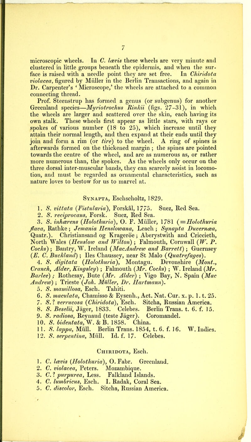 microscopic wheels. In C. Icevis these wheels are very minute and clustered in little groups beneath the epidermis, and when the sur- face is raised with a needle point they are set free. In Chiridota violacea, figured by Muller in the Berlin Transactions, and again in Dr. Carpenter’s ‘ Microscope,’ the wheels are attached to a common connecting thread. Prof. Steenstrup has formed a genus (or subgenus) for another Greenland species—Myriotrochus Rinkii (figs. 27-31), in which the wheels are larger and scattered over the skin, each having its own stalk. These wheels first appear as little stars, with rays or spokes of various number (18 to 25), which increase until they attain their normal length, and then expand at their ends until they join and form a rim (or tire) to the wheel. A ring of spines is afterwards formed on the thickened margin ; the spines are pointed towards the centre of the wheel, and are as numerous as, or rather more numerous than, the spokes. As the wheels only occur on the three dorsal inter-muscular bands, they can scarcely assist in locomo- tion, and must be regarded as ornamental characteristics, such as nature loves to bestow for us to marvel at. Synapta, Eschscholtz, 1829. 1. S. vittata (Fistularia), Forskal, 1775. Suez, Red Sea. 2. S. reciprocans, Forsk. Suez, Red Sea. 3. S. inhcerens {Holothuria), O. F. Muller, 1781 { = Holothuria jlava, Rathke; Jemania Henslowana, Leach; Synapta Duverncea, Quatr.). Christiansand og Krageroe; Aberystwith and Criccieth, North Wales (Hensloiv and Wilton) ; Falmouth, Cornwall (W. P. Cocks) ; Bantry, W. Ireland (MacAndrew and Barrett) ; Guernsey {E. C. Buckland); lies Chaussey, near St Malo {Quatrefages). 4. S. digitata {Holothuria), Montagu. Devonshire {Mont., Cranch, Alder, Kingsley) ; Falmouth {Mr. Cocks) ; W. Ireland {Mr. Barlee) ; Rothesay, Bute {Mr. Alder) ; Vigo Bay, N. Spain {Mac Andrew) ; Trieste {Joh. Muller, Dr. Hartmann). 5. S. mamillosa, Esch. Tahiti. 6. >8. macidata, Chamisso & Eysenh., Act. Nat. Cur. x. p. 1.1. 25. 7. S. ? verrucosa (Chiridota), Esch. Sitcha, Russian America. 8. S. Beselii, Jager, 1833. Celebes. Berlin Trans, t. 6. f. 15. 9. S. radiosa, Reynaud (teste Jager). Coromandel. 10. S. bident at a,. & B. 1858. China. 11. S. lappa, Miill. Berlin Trans. 1854, t. 6. f. 16. W. Indies. 12. S. serpentina, Miill. Id. f. 17. Celebes. Chiridota, Esch. 1. C. Icevis {Holothuria), O. Fabr. Greenland. 2. C. violacea, Peters. Mozambique. 3. C. ? purpurea, Less. Falkland Islands. 4. C. lumbricus, Esch. I. Radak, Coral Sea. 5. C. discolor, Esch. Sitcha, Russian America. #