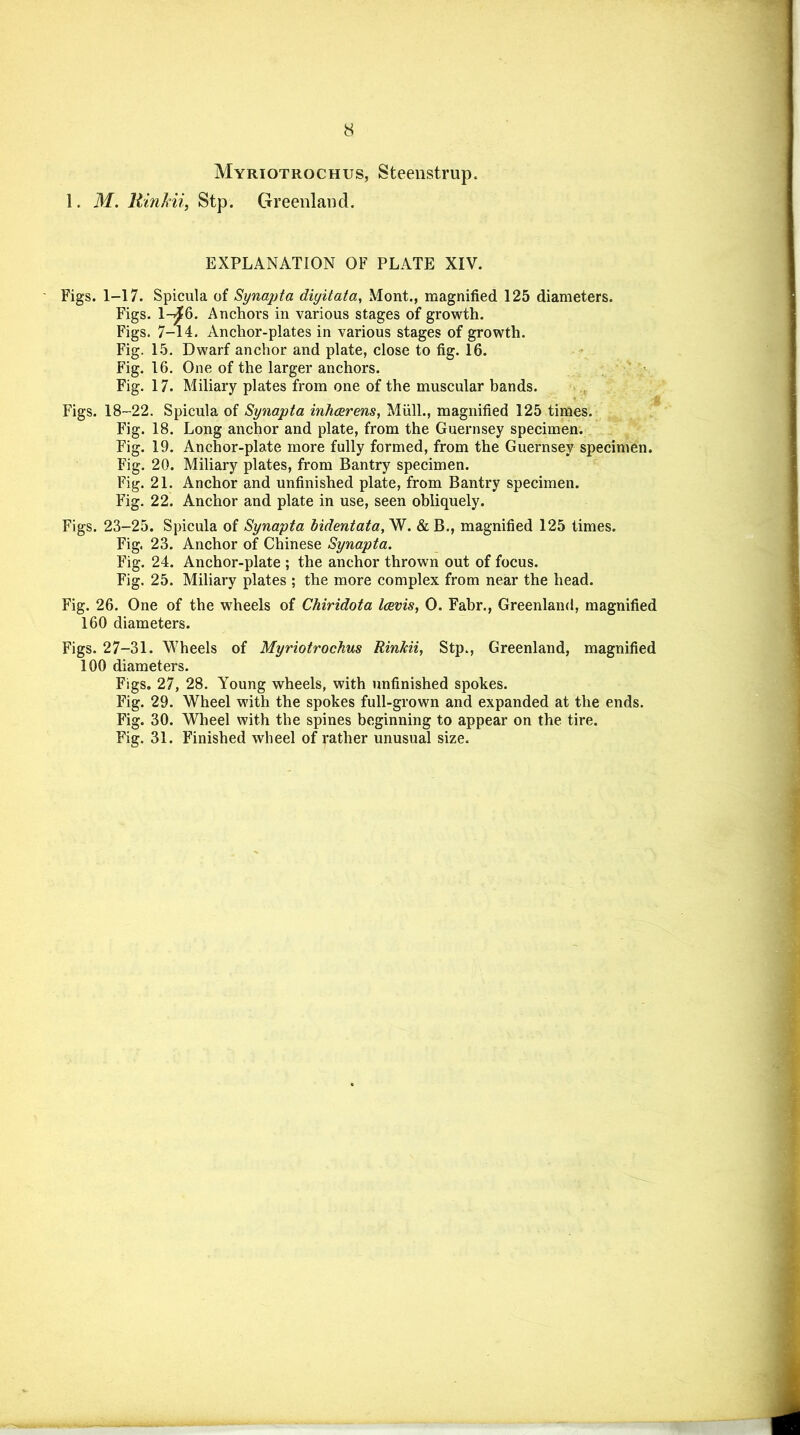 Myriotrochus, Steenstrup. 1. M. Rinkii, Stp. Greenland. EXPLANATION OF PLATE XIV. Figs. 1-17. Spicula of Synapta diyitata, Mont., magnified 125 diameters. Figs. 1-^6. Anchors in various stages of growth. Figs. 7-14. Anchor-plates in various stages of growth. Fig. 15. Dwarf anchor and plate, close to fig. 16. Fig. 16. One of the larger anchors. Fig. 17. Miliary plates from one of the muscular bands. Figs. 18-22. Spicula of Synapta inhcerens, Mull., magnified 125 times. Fig. 18. Long anchor and plate, from the Guernsey specimen. Fig. 19. Anchor-plate more fully formed, from the Guernsey specimen. Fig. 20. Miliary plates, from Bantry specimen. Fig. 21. Anchor and unfinished plate, from Bantry specimen. Fig. 22. Anchor and plate in use, seen obliquely. Figs. 23-25. Spicula of Synapta bidentata, W. & B., magnified 125 times. Fig. 23. Anchor of Chinese Synapta. Fig. 24. Anchor-plate ; the anchor thrown out of focus. Fig. 25. Miliary plates ; the more complex from near the head. Fig. 26. One of the wheels of Chiridota Icevis, 0. Fabr., Greenland, magnified 160 diameters. Figs. 27-31. Wheels of Myriotrochus Rinkii, Stp., Greenland, magnified 100 diameters. Figs. 27, 28. Young wheels, with unfinished spokes. Fig. 29. Wheel with the spokes full-grown and expanded at the ends. Fig. 30. Wheel with the spines beginning to appear on the tire. Fig. 31. Finished wheel of rather unusual size.