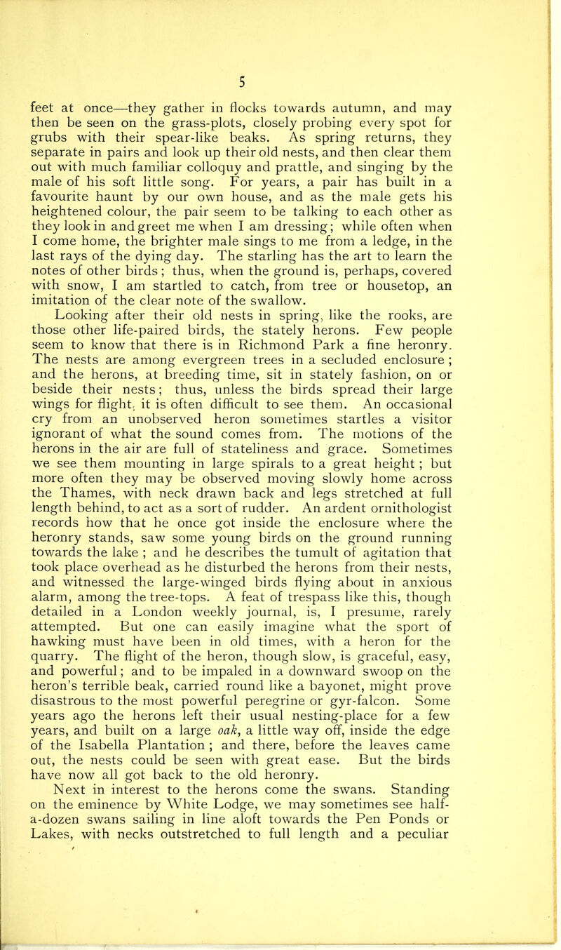 feet at once—they gather in flocks towards autumn, and may then be seen on the grass-plots, closely probing every spot for grubs with their spear-like beaks. As spring returns, they separate in pairs and look up their old nests, and then clear them out with much familiar colloquy and prattle, and singing by the male of his soft little song. For years, a pair has built in a favourite haunt by our own house, and as the male gets his heightened colour, the pair seem to be talking to each other as they look in and greet me when I am dressing; while often when I come home, the brighter male sings to me from a ledge, in the last rays of the dying day. The starling has the art to learn the notes of other birds ; thus, when the ground is, perhaps, covered with snow, I am startled to catch, from tree or housetop, an imitation of the clear note of the swallow. Looking after their old nests in spring, like the rooks, are those other life-paired birds, the stately herons. Few people seem to know that there is in Richmond Park a fine heronry. The nests are among evergreen trees in a secluded enclosure ; and the herons, at breeding time, sit in stately fashion, on or beside their nests; thus, unless the birds spread their large wings for flight, it is often difficult to see them. An occasional cry from an unobserved heron sometimes startles a visitor ignorant of what the sound comes from. The motions of the herons in the air are full of stateliness and grace. Sometimes we see them mounting in large spirals to a great height ; but more often they may be observed moving slowly home across the Thames, with neck drawn back and legs stretched at full length behind, to act as a sort of rudder. An ardent ornithologist records how that he once got inside the enclosure where the heronry stands, saw some young birds on the ground running towards the lake ; and he describes the tumult of agitation that took place overhead as he disturbed the herons from their nests, and witnessed the large-winged birds flying about in anxious alarm, among the tree-tops. A feat of trespass like this, though detailed in a London weekly journal, is, I presume, rarely attempted. But one can easily imagine what the sport of hawking must have been in old times, with a heron for the quarry. The flight of the heron, though slow, is graceful, easy, and powerful; and to be impaled in a downward swoop on the heron’s terrible beak, carried round like a bayonet, might prove disastrous to the most powerful peregrine or gyr-falcon. Some years ago the herons left their usual nesting-place for a few years, and built on a large oak, a little way off, inside the edge of the Isabella Plantation ; and there, before the leaves came out, the nests could be seen with great ease. But the birds have now all got back to the old heronry. Next in interest to the herons come the swans. Standing on the eminence by White Lodge, we may sometimes see half- a-dozen swans sailing in line aloft towards the Pen Ponds or Lakes, with necks outstretched to full length and a peculiar