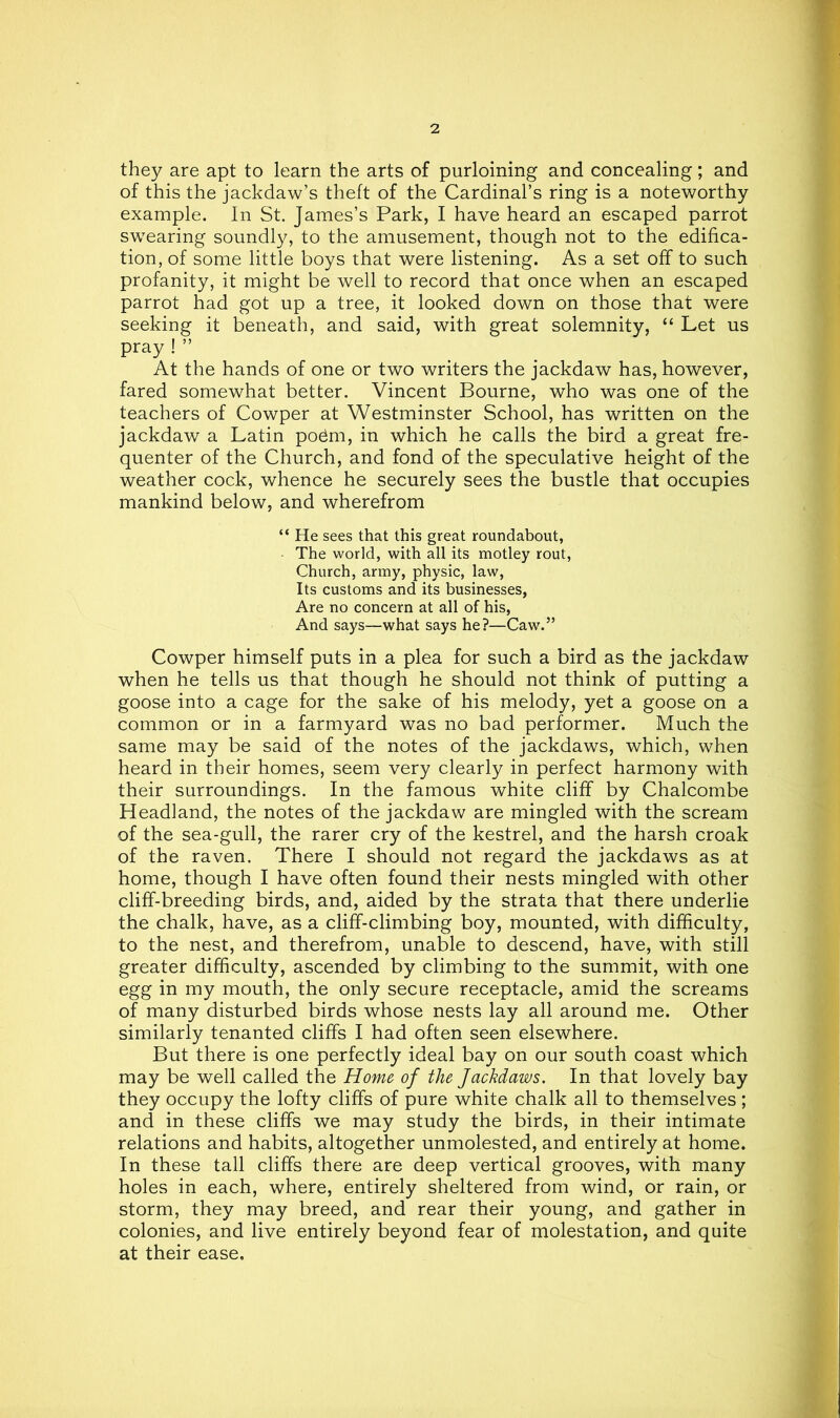 they are apt to learn the arts of purloining and concealing; and of this the jackdaw’s theft of the Cardinal’s ring is a noteworthy example. In St. James’s Park, I have heard an escaped parrot swearing soundly, to the amusement, though not to the edifica- tion, of some little boys that were listening. As a set off to such profanity, it might be well to record that once when an escaped parrot had got up a tree, it looked down on those that were seeking it beneath, and said, with great solemnity, “ Let us pray ! ” At the hands of one or two writers the jackdaw has, however, fared somewhat better. Vincent Bourne, who was one of the teachers of Cowper at Westminster School, has written on the jackdaw a Latin po^m, in which he calls the bird a great fre- quenter of the Church, and fond of the speculative height of the weather cock, whence he securely sees the bustle that occupies mankind below, and wherefrom “ He sees that this great roundabout, The world, with all its motley rout, Church, army, physic, law, Its customs and its businesses, Are no concern at all of his. And says—what says he?—Caw.” Cowper himself puts in a plea for such a bird as the jackdaw when he tells us that though he should not think of putting a goose into a cage for the sake of his melody, yet a goose on a common or in a farmyard was no bad performer. Much the same may be said of the notes of the jackdaws, which, when heard in their homes, seem very clearly in perfect harmony with their surroundings. In the famous white cliff by Chalcombe Headland, the notes of the jackdaw are mingled with the scream of the sea-gull, the rarer cry of the kestrel, and the harsh croak of the raven. There I should not regard the jackdaws as at home, though I have often found their nests mingled with other cliff-breeding birds, and, aided by the strata that there underlie the chalk, have, as a cliff-climbing boy, mounted, with difficulty, to the nest, and therefrom, unable to descend, have, with still greater difficulty, ascended by climbing to the summit, with one egg in my mouth, the only secure receptacle, amid the screams of many disturbed birds whose nests lay all around me. Other similarly tenanted cliffs I had often seen elsewhere. But there is one perfectly ideal bay on our south coast which may be well called the Home of the Jackdaws. In that lovely bay they occupy the lofty cliffs of pure white chalk all to themselves ; and in these cliffs we may study the birds, in their intimate relations and habits, altogether unmolested, and entirely at home. In these tall cliffs there are deep vertical grooves, with many holes in each, where, entirely sheltered from wind, or rain, or storm, they may breed, and rear their young, and gather in colonies, and live entirely beyond fear of molestation, and quite at their ease.