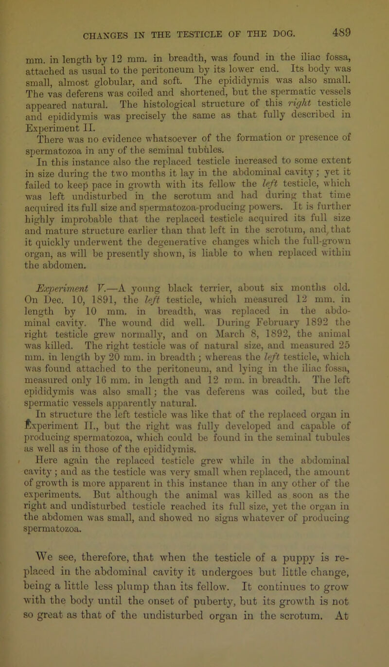 mm. in length by 12 mm. in breadth, was found in the iliac fossa, attached as usual to the peritoneum by its lower end. Its body was small, almost globular, and soft. The epididymis was also small. The vas deferens was coiled and shortened, but the spermatic vessels appeared natural. The histological structure of this right testicle and epididymis was precisely the same as that fully described in Experiment II. There was no evidence whatsoever of the formation or presence of spermatozoa in any of the seminal tubules. In this instance also the replaced testicle increased to some extent in size during the two months it lay in the abdominal cavity; yet it failed to keep pace in growth with its fellow the left testicle, which was left undisturbed in the scrotixm and had during that time acquired its full size and spermatozoa-producing powers. It is further highly improbable that the replaced testicle acquired its full size and mature structure earlier than that left in the scrotum, and,that it quickly underwent the degenerative changes which the full-grown organ, as will be presently shown, is liable to when replaced within the abdomen. Experiment V.—A young black terrier, about six months old. On Dec. 10, 1891, the left testicle, which measured 12 mm. in length by 10 mm. in breadth, was replaced in the abdo- minal cavity. The wound did well. During February 1892 the right testicle grew normally, and on March 8, 1892, the animal was killed. The right testicle was of natural size, and measured 25 mm. in length by 20 mm. in bi’eadth ; whereas the left testicle, which was found attached to the peritoneum, and lying in the iliac fossa, measui’ed only 16 mm. in length and 12 mm. in bi’eadth. The left epididymis was also small; the vas deferens was coiled, but the spermatic vessels apparently natural. In structure the left testicle was like that of the replaced organ in Experiment II., but the right was fully developed and capable of producing spermatozoa, which could be found in the seminal tubules as well as in those of the epididymis. Here again the replaced testicle grew while in the abdominal cavity; and as the testicle was very small when replaced, the amount of growth is more apparent in this instance than in any other of the experiments. But although the animal was killed as soon as the right and undisturbed testicle reached its full size, yet the organ in the abdomen was small, and showed no signs whatever of producing spermatozoa. We see, therefore, that when the testicle of a puppy is re- placed in the abdominal cavity it undergoes but little change, being a little less plump than its fellow. It continues to grow with the body until the onset of puberty, but its growth is not so great as that of the undisturbed organ in the scrotum. At