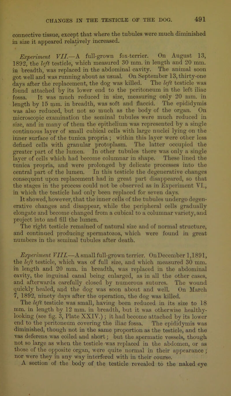 connective tissue, except that where the tubules were much diminished in size it appeared relatively increased. Experiment VII — A full-grown fox-terrier. On August 13, 1892, the left testicle, which measured 30 mm. in length and 20 mm. in breadth, was replaced in the abdominal cavity. The animal soon got well and was running about as usual. On September 13, thirty-one days after the replacement, the dog was killed. The left testicle was found attached by its lower end to the peritoneum in the left iliac fossa. It was much reduced in size, measuring only 20 mm. in length by 15 mm. in breadth, was soft and flaccid. The epididymis was also reduced, but not so much as the body of the organ. On microscopic examination the seminal tubules were much reduced in size, and in many of them the epithelium was represented by a single continuous layer of small cubical cells with large nuclei lying on the inner surface of the tunica propria ; within this layer were other less defined cells with granular protoplasm. The latter occupied the greater part of the lumen. In other tubules there was only a single layer of cells which had become columnar in shape. These lined the tunica propria, and were prolonged by delicate processes into the central part of the lumen. In this testicle the degenerative changes consequent upon replacement had in great part disappeared, so that the stages in the process could not be observed as in Experiment VI., in which the testicle had only been replaced for seven days. It showed, however, that the inner cells of the tubules undergo degen- erative changes and disappear, while the peripheral cells gradually elongate and become changed from a cubical to a columnar variety, and project into and fill the lumen. The right testicle remained of natural size and of normal structure, and continued producing spermatozoa, which were found in great numbers in the seminal tubules after death. Experiment VIII—Asmall full-grown terrier. OnDecember 1,1891, the left testicle, which was of full size, and which measured 30 mm. iu length and 20 mm. in breadth, was replaced in the abdominal cavity, the inguinal canal being enlarged, as in all the other cases, and afterwards carefully closed by numerous sutures. The wound quickly healed, and the dog was soon about and well. On March 7, 1892, ninety days after the operation, the dog was killed. The left testicle was small, having been reduced in its size to 18 mm. in length by 12 mm. in breadth, but it was otherwise healthy- looking (see fig. 3, Plate XXIV.); it had become attached by its lower end to the peritoneum covering the iliac fossa. The epididymis was diminished, though not in the same proportion as the testicle, and the vas deferens was coiled and short; but the spermatic vessels, though not so large as when the testicle vras replaced iu the abdomen, or as those of the opposite organ, were quite normal in their appearauce; nor were they in any way interfered with in their course. A section of the body of the testicle revealed to the naked eye