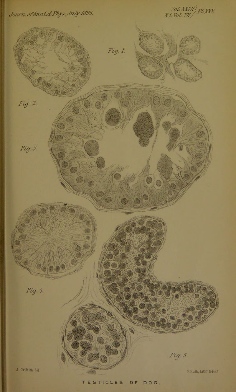 Journ. ofAnalF PFvs., July JS93. F Huth, Lith! EdinT FvcfA. J Griffith del Fig- z Fig. 3. Fig. 3. TESTICLES OF DOG.