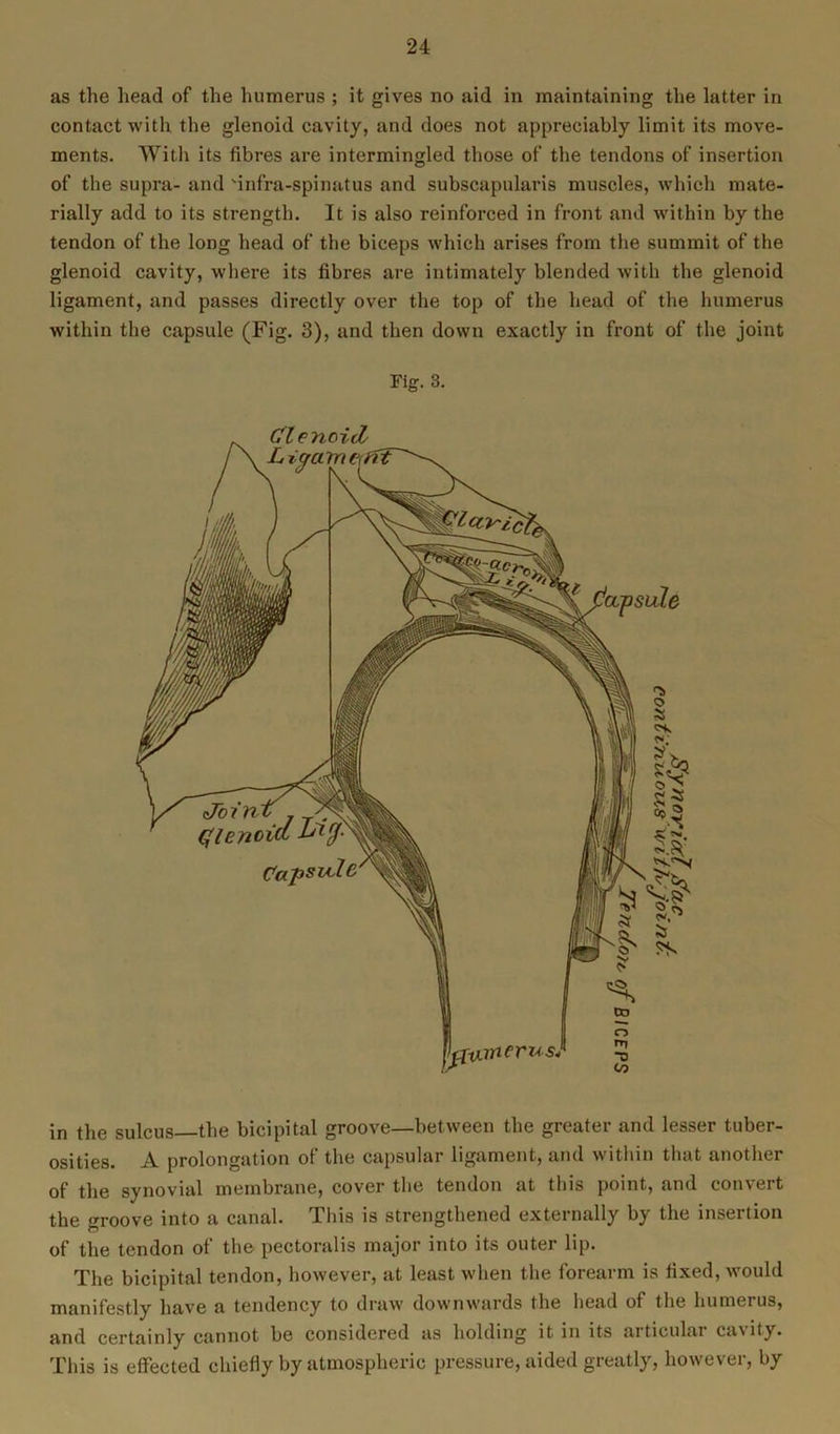 as the head of the humerus ; it gives no aid in maintaining the latter in contact with the glenoid cavity, and does not appreciably limit its move- ments. With its fibres are intermingled those of the tendons of insertion of the supra- and Mnfra-spinatus and subscapularis muscles, which mate- rially add to its strength. It is also reinforced in front and within by the tendon of the long head of the biceps which arises from the summit of the glenoid cavity, where its fibres are intimately blended with the glenoid ligament, and passes directly over the top of the head of the humerus within the capsule (Fig. 3), and then down exactly in front of the joint Fig. 3. in the sulcus the bicipital groove—between the greater and lesser tuber- osities. A prolongation of the capsular ligament, and within that another of the synovial membrane, cover the tendon at this point, and convert the o-roove into a canal. This is strengthened externally by the insertion D of the tendon of the pectoralis major into its outer lip. The bicipital tendon, however, at least when the forearm is tixed, would manifestly have a tendency to draw downwards the head of the humerus, and certainly cannot be considered as holding it in its articular cavity. This is effected chiefly by atmospheric pressure, aided greatly, however, by