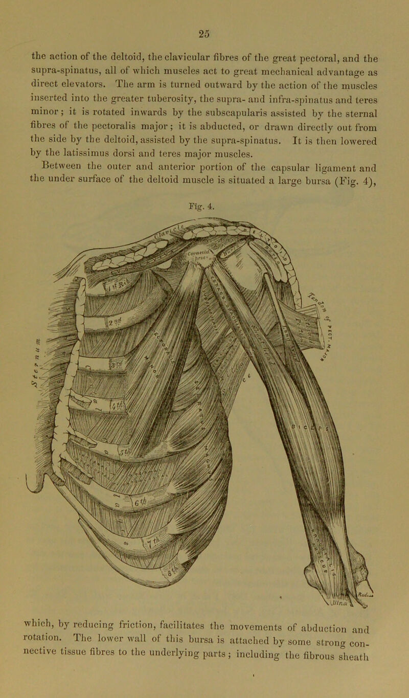 the action of the deltoid, the clavicular fibres of the great pectoral, and the supra-spinatus, all of which muscles act to great mechanical advantage as direct elevators. The arm is turned outward by the action of the muscles inserted into the greater tuberosity, the supra- and infra-spinatus and teres minor; it is rotated inwards by the subscapularis assisted by the sternal fibres of the pectoralis major; it is abducted, or drawn directly out from the side by the deltoid, assisted by the supra-spinatus. It is then lowered by the latissimus dorsi and teres major muscles. Between the outer and anterior portion of the capsular ligament and the under surface of the deltoid muscle is situated a large bursa (Fig. 4), Fig. 4. which, by reducing friction, facilitates the movements of abduction and rotation. The lower wall of this bursa is attached by some strong con- nective tissue fibres to the underlying parts ; including the fibrous sheath