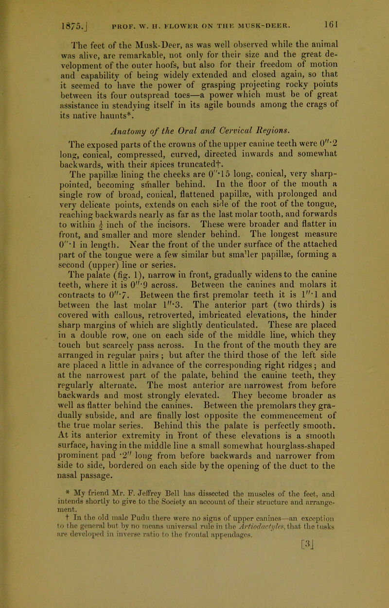 The feet of the Musk-Deer, as was well observed while the animal was alive, are remarkable, not only tor their size and the great de- velopment of the outer hoofs, but also for their freedom of motion and capability of being widely extended and closed again, so that it seemed to have the power of grasping projecting rocky points between its four outspread toes—a power which must be of great assistance in steadying itself in its agile bounds among the crags of its native haunts*. Anatomy of the Oral and Cervical Regions. The exposed parts of the crowns of the upper canine teeth were 0'2 long, conical, compressed, curved, directed inwards and somewhat backwards, with their apices truncatedf. The papillae lining the cheeks are 0T5 long, conical, very sharp- pointed, becoming smaller behind. In the door of the mouth a single row of broad, conical, dattened papillae, with prolonged and very delicate points, extends on each side of the root of the tongue, reaching backwards nearly as far as the last molar tooth, and forwards to within | inch of the incisors. These were broader and datter in front, and smaller and more slender behind. The longest measure 0'l in length. Near the front of the under surface of the attached part of the tongue were a few similar but smader papillae, forming a second (upper) line or series. The palate (dg. 1), narrow in front, gradually widens to the canine teeth, where it is 0',-9 across. Between the canines and molars it contracts to 0'7. Between the drst premolar teeth it is l'l and between the last molar ln,3. The anterior part (two thirds) is covered with callous, retroverted, imbricated elevations, the hinder sharp margins of which are slightly denticulated. These are placed in a double row, one on each side of the middle line, which they touch but scarcely pass across. In the front of the mouth they are arranged in regular pairs ; but after the third those of the left side are placed a little in advance of the corresponding right ridges; and at the narrowest part of the palate, behind the canine teeth, they regularly alternate. The most anterior are narrowest from before backwards and most strongly elevated. They become broader as well as flatter behind the canines. Between the premolars they gra- dually subside, and are finally lost opposite the commencement of the true molar series. Behind this the palate is perfectly smooth. At its anterior extremity in front of these elevations is a smooth surface, having in the middle line a small somewhat hourglass-shaped prominent pad •2 long from before backwards and narrower from side to side, bordered on each side by the opening of the duct to the nasal passage. * My friend Mr. P. Jeffrey Pell has dissected the muscles of the feet., and intends shortly to give to the Society an account of their structure and arrange- ment. t In the old male Pudu there were no signs of upper canines—an exception to the general but by no means universal rule in the ArUodactyles, that the tusks are developed in inverse ratio to the frontal appendages.