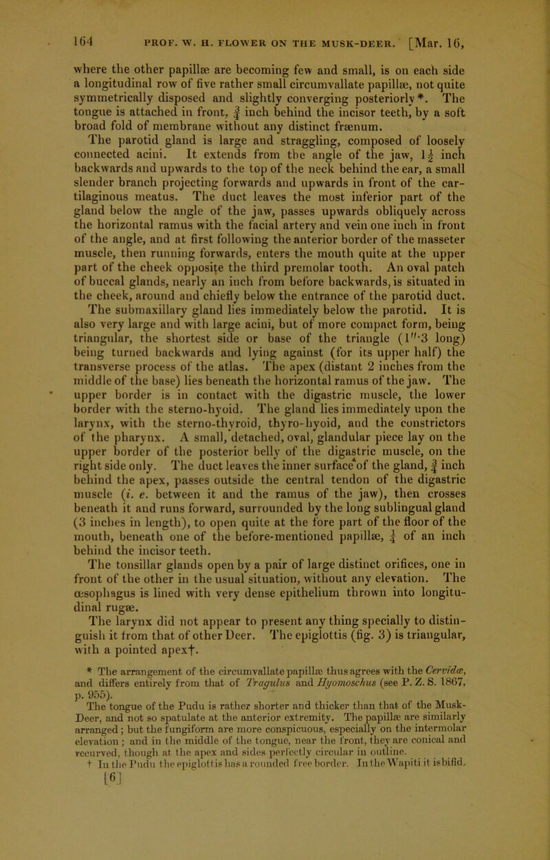 where the other papillae are becoming few and small, is on each side a longitudinal row of five rather small circumvallate papillae, not quite symmetrically disposed and slightly converging posteriorly*. The tongue is attached in front, f inch behind the incisor teeth, by a soft broad fold of membrane without any distinct fraenum. The parotid gland is large and straggling, composed of loosely connected acini. It extends from the angle of the jaw, 1| inch backwards and upwards to the top of the neck behind the ear, a small slender branch projecting forwards and upwards in front of the car- tilaginous meatus. The duct leaves the most inferior part of the gland below the angle of the jaw, passes upwards obliquely across the horizontal ramus with the facial artery and vein one inch in front of the angle, and at first following the anterior border of the masseter muscle, then running forwards, enters the mouth quite at the upper part of the cheek opposite the third premolar tooth. An oval patch of buccal glands, nearly an inch from before backwards, is situated in the cheek, around and chiefly below the entrance of the parotid duct. The submaxillary gland lies immediately below the parotid. It is also very large and with large acini, but of more compact form, being triangular, the shortest side or base of the triangle (lf,,3 long) being turned backwards and lying against (for its upper half) the transverse process of the atlas. The apex (distant 2 inches from the middle of the base) lies beneath the horizontal ramus of the jaw. The upper border is in contact with the digastric muscle, the lower border with the sterno-hyoid. The gland lies immediately upon the larynx, with the sterno-thyroid, thyro-hyoid, and the constrictors of the pharynx. A small, detached, oval, glandular piece lay on the upper border of the posterior belly of the digastric muscle, on the right side only. The duct leaves the inner surface*of the gland, f inch behind the apex, passes outside the central tendon of the digastric muscle (*. e. between it and the ramus of the jaw), then crosses beneath it and runs forward, surrounded by the long sublingual gland (3 inches in length), to open quite at the fore part of the floor of the mouth, beneath one of the before-mentioned papillae, 5 of an inch behind the incisor teeth. The tonsillar glands open by a pair of large distinct orifices, one in front of the other in the usual situation, without any elevation. The oesophagus is lined with very dense epithelium thrown into longitu- dinal rugae. The larynx did not appear to present any thing specially to distin- guish it trom that of other Deer. The epiglottis (fig. 3) is triangular, with a pointed apexf. * The arrangement of the circumvallate papilla; thus agrees with the Ccrvidm, and differs entirely from that of Tragulus and Hyomoschus (see P. Z. S. 1867, p. 955). The tongue of the Pudu is rather shorter and thicker than that of the Musk- Deer, and not so spatulate at the anterior extremity. The papilla; are similarly arranged ; but the fungiform are more conspicuous, especially on the intermolar elevation ; and in the middle of the tongue, near the front, they are conical and recurved, though at the apex and sides perfectly circular in outline. + In the Pudu the epiglottis has a rounded free border. Jnthe Wapiti it isbifid.