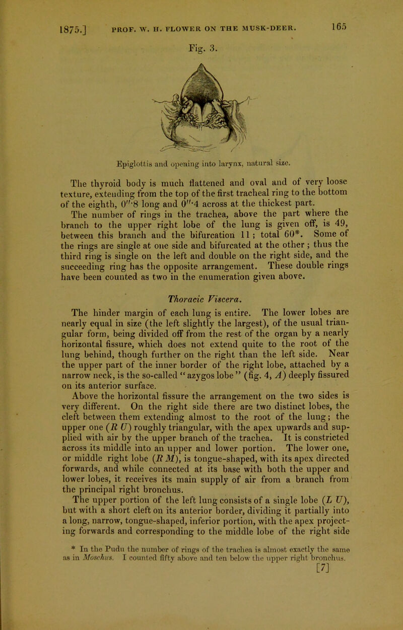 Fig 3. Epiglottis and opening into larynx, natural size. The thyroid body is much flattened and oval and of very loose texture, extending from the top of the first tracheal ring to the bottom of the eighth, 0'8 long and 0f,,4 across at the thickest part. The number of rings in the trachea, above the part where the branch to the upper right lobe of the lung is given off, is 49, between this branch and the bifurcation 11 ; total 60*. Some of the rings are single at one side and bifurcated at the other ; thus the third ring is single on the left and double on the right side, and the succeeding ring has the opposite arrangement. These double rings have been counted as two in the enumeration given above. Thoracic Viscera. The hinder margin of each lung is entire. The lower lobes are nearly equal in size (the left slightly the largest), of the usual trian- gular form, being divided off from the rest of the organ by a nearly horizontal fissure, which does not extend quite to the root of the lung behind, though further on the right than the left side. Near the upper part of the inner border of the right lobe, attached by a narrow neck, is the so-called “ azygos lobe ” (fig. 4, A) deeply fissured on its anterior surface. Above the horizontal fissure the arrangement on the two sides is very different. On the right side there are two distinct lobes, the cleft between them extending almost to the root of the lung; the upper one (R (J) roughly triangular, with the apex upwards and sup- plied with air by the upper branch of the trachea. It is constricted across its middle into an upper and lower portion. The lower one, or middle right lobe (2? M), is tongue-shaped, with its apex directed forwards, and while connected at its base with both the upper and lower lobes, it receives its main supply of air from a branch from the principal right bronchus. The upper portion of the left lung consists of a single lobe (L U), but with a short cleft on its anterior border, dividing it partially into a long, narrow, tongue-shaped, inferior portion, with the apex project- ing forwards and corresponding to the middle lobe of the right side * In the Pudu the number of rings of the trachea is almost exactly the same as in Moschus. I counted fifty above and ten below the upper right bronchus. [7]