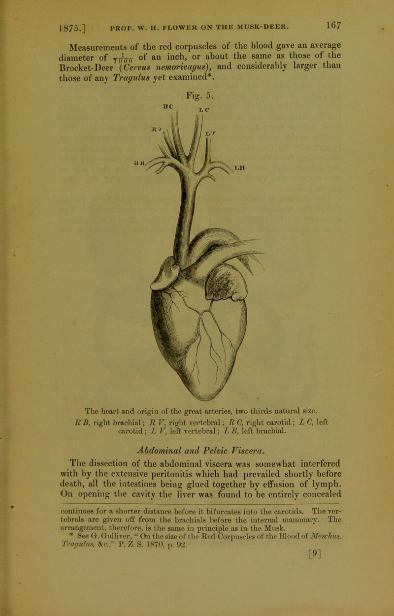 Measurements of the red corpuscles of the blood gave an average diameter of yXff ot’ an inch> or about tlie same as those of the Brocket'Deer (Cervus nemorivagus), and considerably larger than those of any Tragulus yet examined* *. The heart and origin of the great arteries, two thirds natural size. li B, right brachial; Tt V, right vertebral; B C, right carotid ; L C, left carotid ; L V, left vertebral; L B, left brachial. Abdominal and Pelvic Viscera. The dissection of the abdominal viscera was somewhat interfered with by the extensive peritonitis which had prevailed shortly before death, all the intestines being glued together by effusion of lymph. On opening the cavity the liver was found to be entirely concealed continues for a shorter distance before it bifurcates into the carotids. The ver- tebrals are given off from the brachials before the internal mammary. The arrangement, therefore, is the same in principle as in the Musk. * See Ct. Gulliver, “ On the size of the Red Corpuscles of the Blood of Moschus. Tragulus, &o.,” 1>. Z. S. 1870, p. 02. [9]