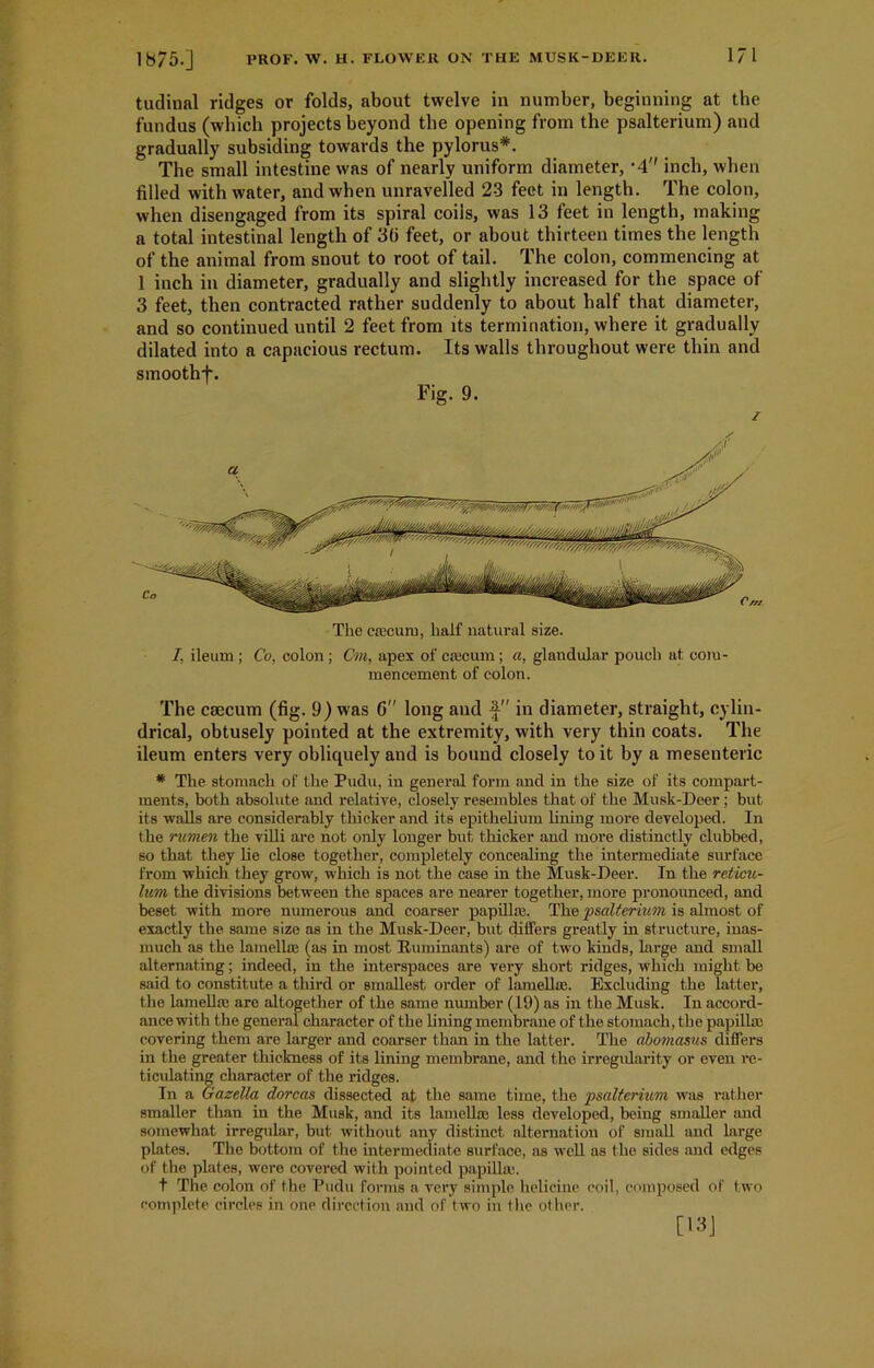 tudinal ridges or folds, about twelve in number, beginning at the fundus (which projects beyond the opening from the psalterium) and gradually subsiding towards the pylorus*. The small intestine was of nearly uniform diameter, -4 inch, when filled with water, and when unravelled 2-3 feet in length. The colon, when disengaged from its spiral coils, was 13 feet in length, making a total intestinal length of 3b feet, or about thirteen times the length of the animal from snout to root of tail. The colon, commencing at 1 inch in diameter, gradually and slightly increased for the space of 3 feet, then contracted rather suddenly to about half that diameter, and so continued until 2 feet from its termination, where it gradually dilated into a capacious rectum. Its walls throughout were thin and smootlif. Fig. 9. I, ileum ; Co, colon; Cm, apes of caecum; a, glandular pouch at com- mencement of colon. The caecum (fig. 9) was 6 long and f in diameter, straight, cylin- drical, obtusely pointed at the extremity, with very thin coats. The ileum enters very obliquely and is bound closely to it by a mesenteric * The stomach of the Pudu, in general form and in the size of its compart- ments, both absolute and relative, closely resembles that of the Musk-Deer; but its walls are considerably thicker and its epithelium lining more developed. In the rumen the villi are not only longer but thicker aud more distinctly clubbed, so that they lie close together, completely concealing the intermediate surface from which they grow, which is not the case in the Musk-Deer. In the reticu- lum the divisions between the spaces are nearer together, more pronounced, and beset with more numerous and coarser papilla;. The 'psalterium is almost of exactly the same size as in the Musk-Deer, but differs greatly in structure, inas- much as the lamella; (as in most Ruminants) are of two kinds, large and small alternating; indeed, in the interspaces are very short ridges, which might be said to constitute a third or smallest order of lamellae. Excluding the latter, the lamella; are altogether of the same number (19) as in the Musk. In accord- ance with the general character of the lining membrane of the stomach, the papillae covering them are larger and coarser than in the latter. The abomasus differs in the greater thickness of its lining membrane, and tho irregularity or even re- ticulating character of the ridges. In a Gazella dorcas dissected at the same time, the 'psalterium was rather smaller than in the Musk, and its lamella; less developed, being smaller and somewhat irregular, but without any distinct alternation of small and large plates. The bottom of the intermediate surface, as well as the sides and edges of the plates, were covered with pointed papilla;. t The colon of the Pudu forms a very simple helicine coil, composed of two complete circles in one direction and of two in the other. [IS]