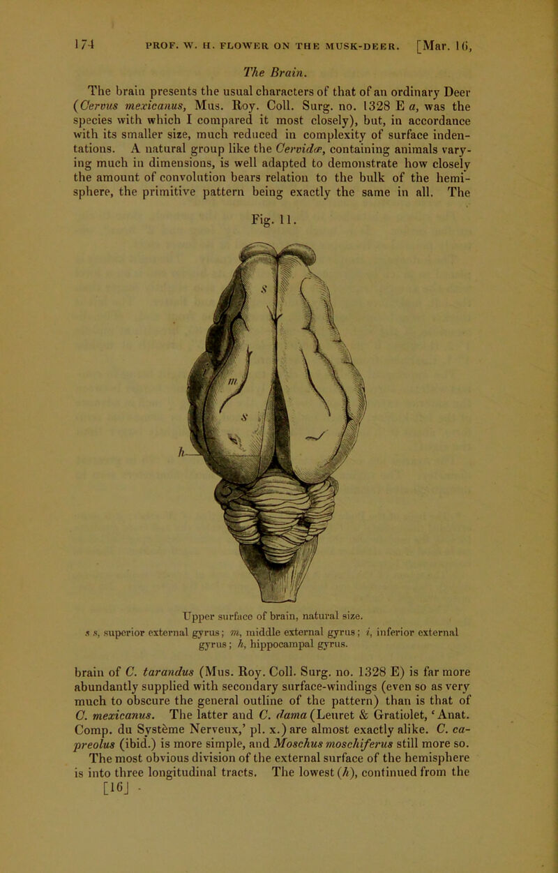 The Brain. The brain presents the usual characters of that of an ordinary Deer (Cervus mexicanus, Mus. Roy. Coll. Surg. no. 1328 E a, was the species with which I compared it most closely), but, in accordance with its smaller size, much reduced in complexity of surface inden- tations. A natural group like the Cervida;, containing animals vary- ing much in dimensions, is well adapted to demonstrate how closely the amount of convolution bears relation to the bulk of the hemi- sphere, the primitive pattern being exactly the same in all. The Fig. 11. Upper surface of brain, natural size. s s, superior external gyrus; m, middle external gyrus; i, inferior external gyrus ; h, hippocampal gyrus. brain of C. tarandus (Mus. Roy. Coll. Surg. no. 1328 E) is far more abundantly supplied with secondary surface-windings (even so as very much to obscure the general outline of the pattern) than is that of G. mexicanus. The latter and C. damn (Leuret & Gratiolet, ‘ Anat. Comp, du Syst&me Nerveux,’ pi. x.)are almost exactly alike. C. ca- preolus (ibid.) is more simple, and Moschus moscliiferus still more so. The most obvious division of the external surface of the hemisphere is into three longitudinal tracts. The lowest (/<), continued from the [1CJ -