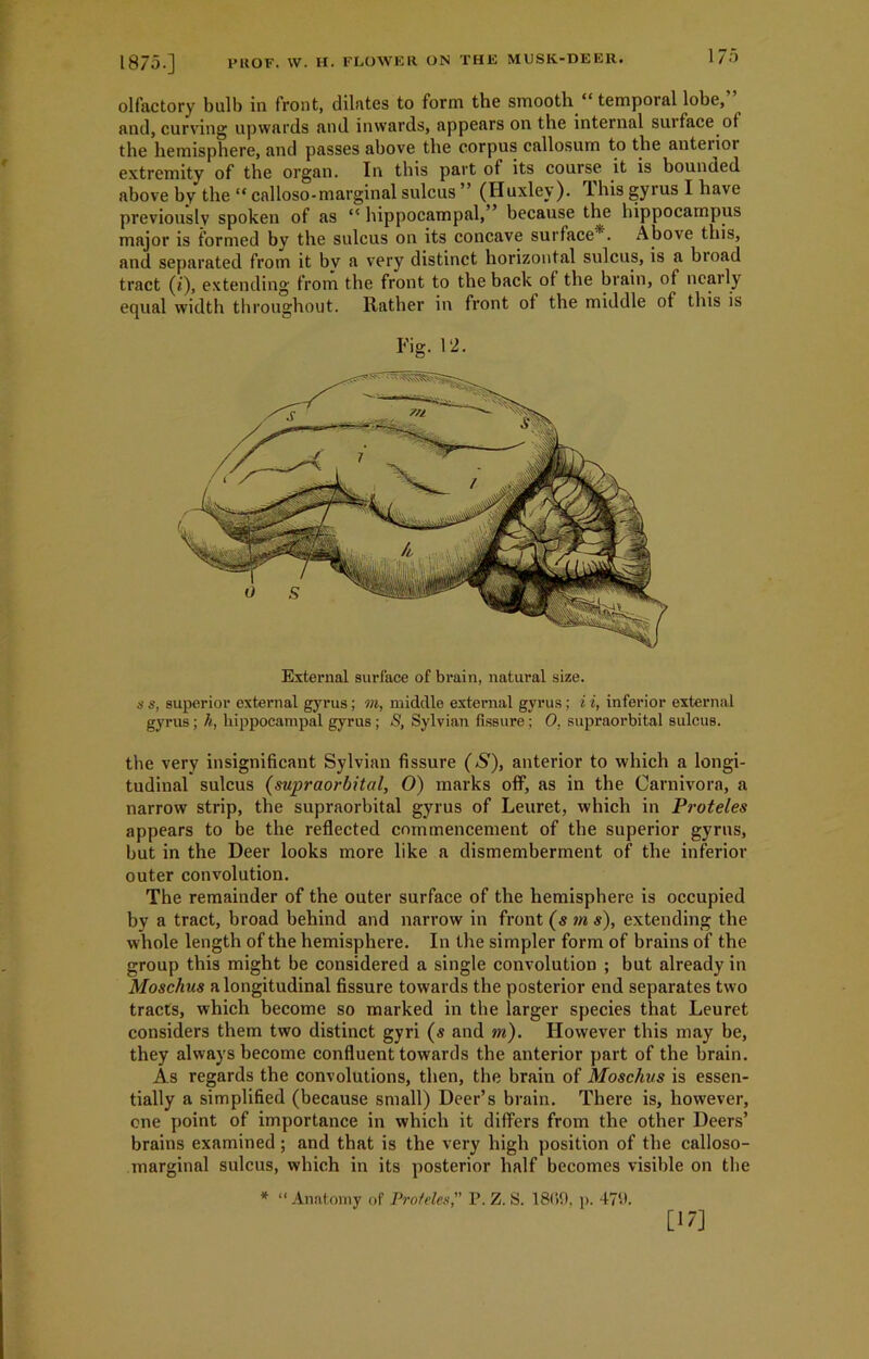 olfactory bulb in front, dilates to form the smooth “ temporal lobe, and, curving upwards and inwards, appears on the internal surface of the hemisphere, and passes above the corpus callosum to the anterior extremity of the organ. In this part of its course it is bounded above by the “ calloso-marginal snlcus ” (Huxley). I his gyrus I have previously spoken of as “ hippocampal,” because the hippocampus major is formed by the sulcus on its concave surface*. Above this, and separated from it bv a very distinct horizontal sulcus, is a broad tract (i), extending from the front to the back of the brain, of ncaily equal width throughout. Rather in front of the middle of this is Fig. 12. External surface of brain, natural size. $ s, superior external gyrus; m, middle external gyrus; i i, inferior external gyrus ; h, hippocampal gyrus; 8, Sylvian Assure ; 0, supraorbital sulcus. the very insignificant Sylvian fissure (/S'), anterior to which a longi- tudinal sulcus (supraorbital, O) marks off, as in the Carnivora, a narrow strip, the supraorbital gyrus of Leuret, which in Proteles appears to be the reflected commencement of the superior gyrus, but in the Deer looks more like a dismemberment of the inferior outer convolution. The remainder of the outer surface of the hemisphere is occupied by a tract, broad behind and narrow in front (s in s), extending the whole length of the hemisphere. In the simpler form of brains of the group this might be considered a single convolution ; but already in Moschus a longitudinal fissure towards the posterior end separates two tracts, which become so marked in the iarger species that Leuret considers them two distinct gyri (s and m). However this may be, they always become confluent towards the anterior part of the brain. As regards the convolutions, then, the brain of Moschus is essen- tially a simplified (because small) Deer’s brain. There is, however, one point of importance in which it differs from the other Deers’ brains examined; and that is the very high position of the calloso- marginal sulcus, which in its posterior half becomes visible on the * “Anatomy of Proteles, P. Z. S. 18IS9. p. 47b. [17]