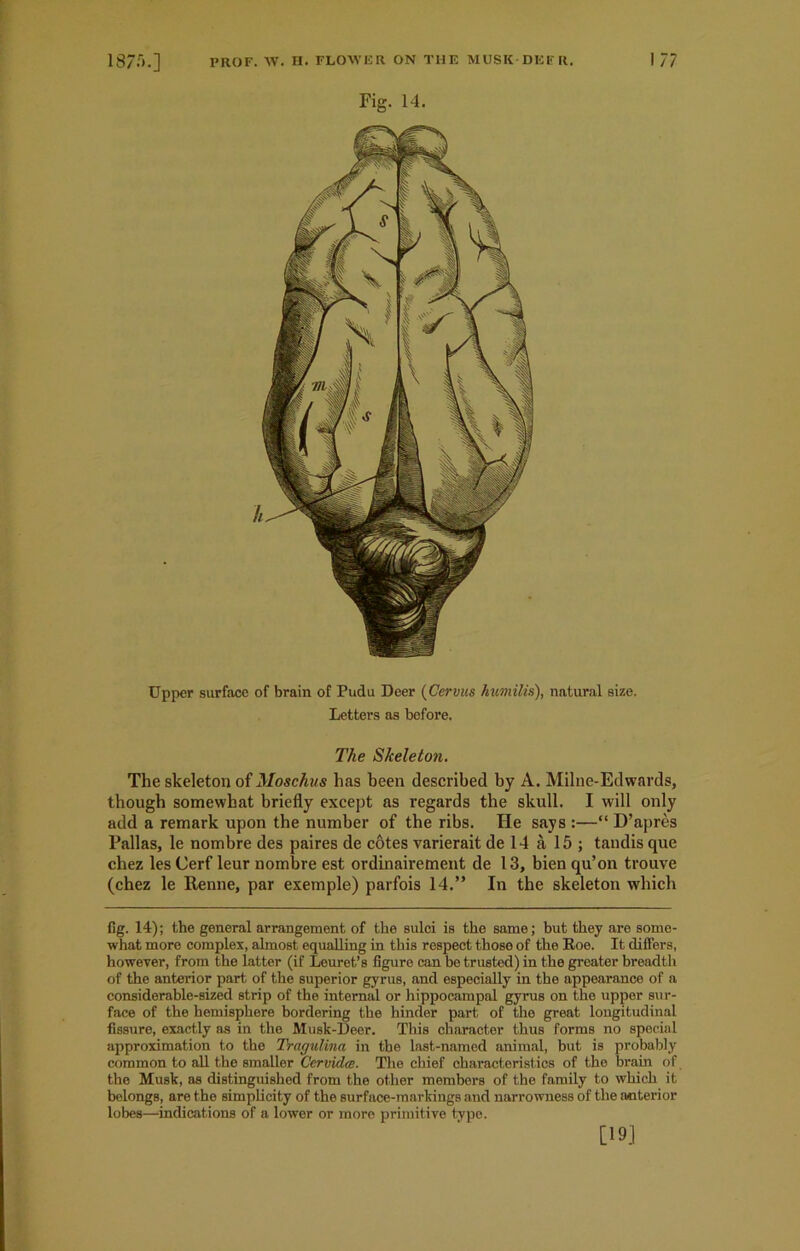 Fig. 14. Upper surface of brain of Pudu Deer (Cervus humiUs), natural size. Letters as before. The Skeleton. The skeleton of Moschus has been described by A. Milne-Edwards, though somewhat briefly except as regards the skull. I will only add a remark upon the number of the ribs. He says :—“ D’apres Pallas, le nombre des paires de cotes varierait de 14 a 15 ; tandis que chez lesCerf leur nombre est ordinairement de 13, bien qu’on trouve (chez le Renne, par exemple) parfois 14.” In the skeleton which fig. 14); the general arrangement of the sulci is the same; but they are some- what more complex, almost equalling in this respect those of the Roo. It differs, however, from the latter (if Leuret’s figure can be trusted) in the greater breadth of the anterior part of the superior gyrus, and especially in the appearance of a considerable-sized strip of the internal or hippocampal gyrus on the upper sur- face of the hemisphere bordering the hinder part of the great longitudinal fissure, exactly as in the Musk-Deer. This character thus forms no special approximation to the Tragulina in the last-named animal, but is probably common to all the smaller Cervida. The chief characteristics of the brain of the Musk, as distinguished from the other members of the family to which it belongs, are the simplicity of the surface-markings and narrowness of the anterior lobes—indications of a lower or more primitive type. [19]