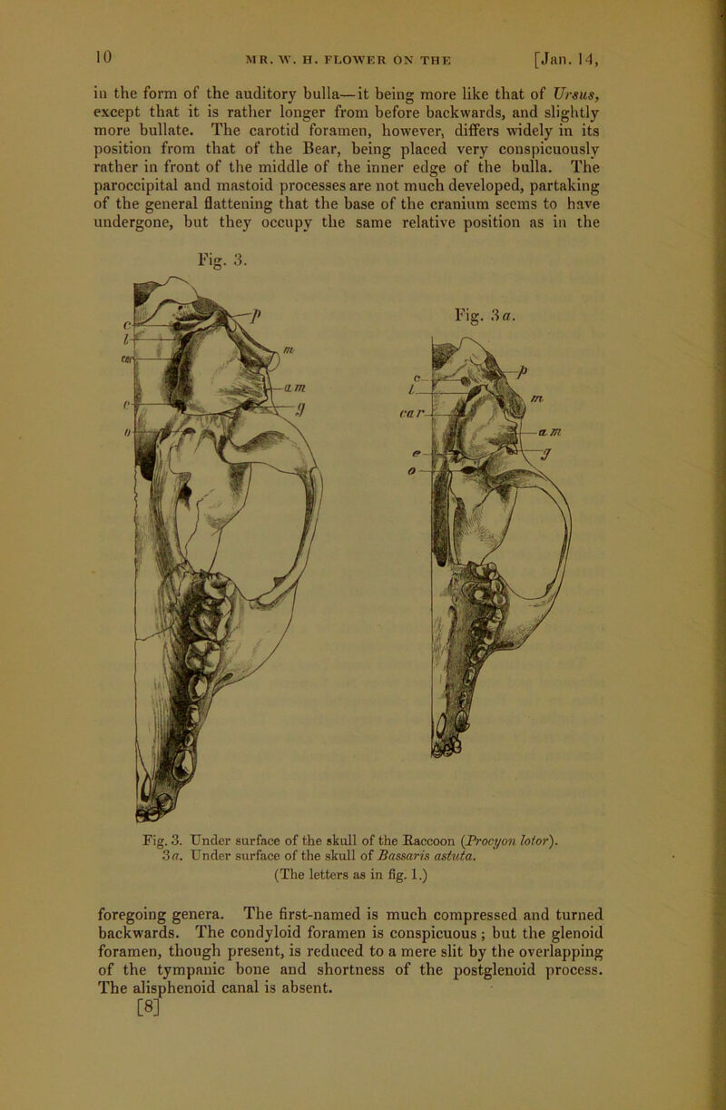 Fig. 3. Under surface of the skull of the Raccoon (Procyon lotor). 3 a. Under surface of the skull of Bassaris astuta. (The letters as in fig. 1.) foregoing genera. The first-named is much compressed and turned backwards. The condyloid foramen is conspicuous; but the glenoid foramen, though present, is reduced to a mere slit by the overlapping of the tympanic bone and shortness of the postglenoid process. The alisphenoid canal is absent. [8] 10 MR. W. H. FLOWER ON THE [Jan. 14, in the form of the auditory bulla—it being more like that of Ursus, except that it is rather longer from before backwards, and slightly more bullate. The carotid foramen, however, differs widely in its position from that of the Bear, being placed very conspicuously rather in front of the middle of the inner edge of the bulla. The paroccipital and mastoid processes are not much developed, partaking of the general flattening that the base of the cranium seems to have undergone, but they occupy the same relative position as in the Fig. 3. Fig. 3a.