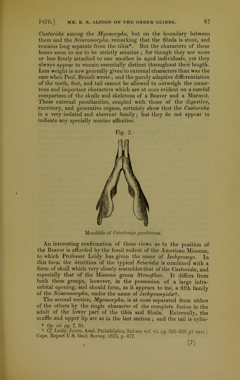 Castoridce among the Myomorpha, but on the boundary between them and the Sciuromorpha, remarking that the fibula is stout, and remains long separate from the tibia*. But the characters of these bones seem to me to be strictly sciurine ; for though they are more or less firmly attached to one another in aged individuals, yet they always appear to remain essentially distinct throughout their length. Less weight is now generally given to external characters than was the case when Prof. Brandt wrote ; and the purely adaptive differentiation of the teeth, feet, and tail cannot be allowed to outweigh the nume- rous and important characters which are at once evident on a careful comparison of the skulls and skeletons of a Beaver and a Marmot. These external peculiarities, coupled with those of the digestive, excretory, and generative organs, certainly show that the Castoridce is a very isolated and aberrant family; but they do not appear to indicate any specially murine affinities. Fig. 2. Mandible of Cricctomys gambianus. An interesting confirmation of these views as to the position of the Beaver is afforded by the fossil rodent of the American Miocene, to which Professor Leidy hus given the name of Ischyromys. In this form the dentition of the typical Sciuridce is combined with a form of skull which very closely resembles that of the Castoridce, and especially that of the Miocene genus Stenofiber. It differs from both these groups, however, in the possession of a large infra- orbital opening, and should form, as it appears to me, a fifth family of the Sciuromorpha, under the name of lschyromyidcef. The second section, Myomorpha, is at once separated from either of the others by the single character of the complete fusion in the adult of the lower part of the tibia and fibula. Externally, the muffle and upper lip are as in the last section ; and the tail is cvlin- * Op. cit. pp. 7, 35. t Cf. Leidy, Joum. Acad. Philadelphia, 2ndser. vol. vii. pp. 335-338, pi. xxvi.: Cope, Report U.S. Geol. Survey, 1873, p. 477- [7J