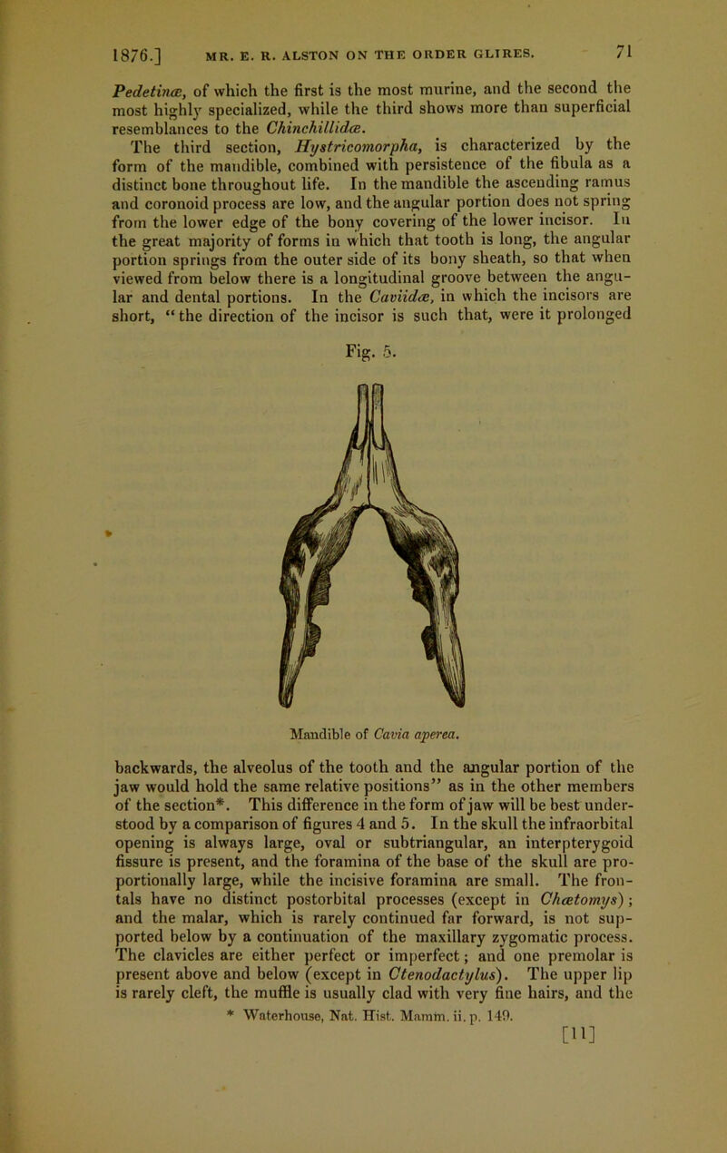 Pedetince, of which the first is the most murine, and the second the most highly specialized, while the third shows more than superficial resemblances to the Chinchillidce. The third section, Hystricomorpha, is characterized by the form of the mandible, combined with persistence ot the fibula as a distinct bone throughout life. In the mandible the ascending ramus and coronoid process are low, and the angular portion does not spring from the lower edge of the bony covering of the lower incisor. In the great majority of forms in which that tooth is long, the angular portion springs from the outer side of its bony sheath, so that when viewed from below there is a longitudinal groove between the angu- lar and dental portions. In the Caviida, in which the incisors are short, “ the direction of the incisor is such that, were it prolonged Fig. 5. Mandible of Cavia aperea, backwards, the alveolus of the tooth and the angular portion of the jaw would hold the same relative positions” as in the other members of the section*. This difference in the form of jaw will be best under- stood by a comparison of figures 4 and 5. In the skull the infraorbital opening is always large, oval or subtriangular, an interpterygoid fissure is present, and the foramina of the base of the skull are pro- portionally large, while the incisive foramina are small. The fron- tals have no distinct postorbital processes (except in Chcetomys) ; and the malar, which is rarely continued far forward, is not sup- ported below by a continuation of the maxillary zygomatic process. The clavicles are either perfect or imperfect; and one premolar is present above and below (except in Ctenodactylus). The upper lip is rarely cleft, the muffle is usually clad with very fine hairs, and the * Waterhouse, Nat. Hist. Maratn. ii.p. 149. [H]