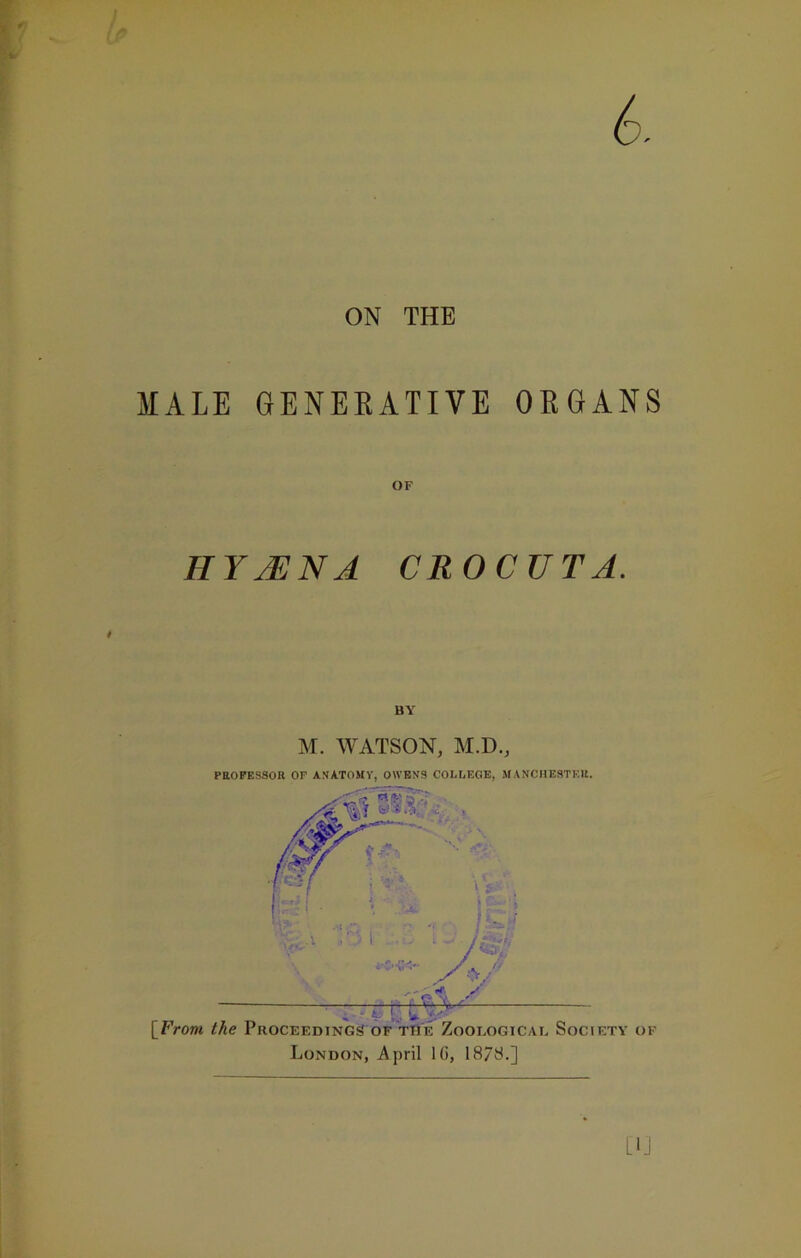 MALE GENERATIVE ORGANS OF HYMNA CRO C U T A. BY M. WATSON, M.D., PROFESSOR OF ANATOMY, OWENS COLLEGE, MANCHESTER.