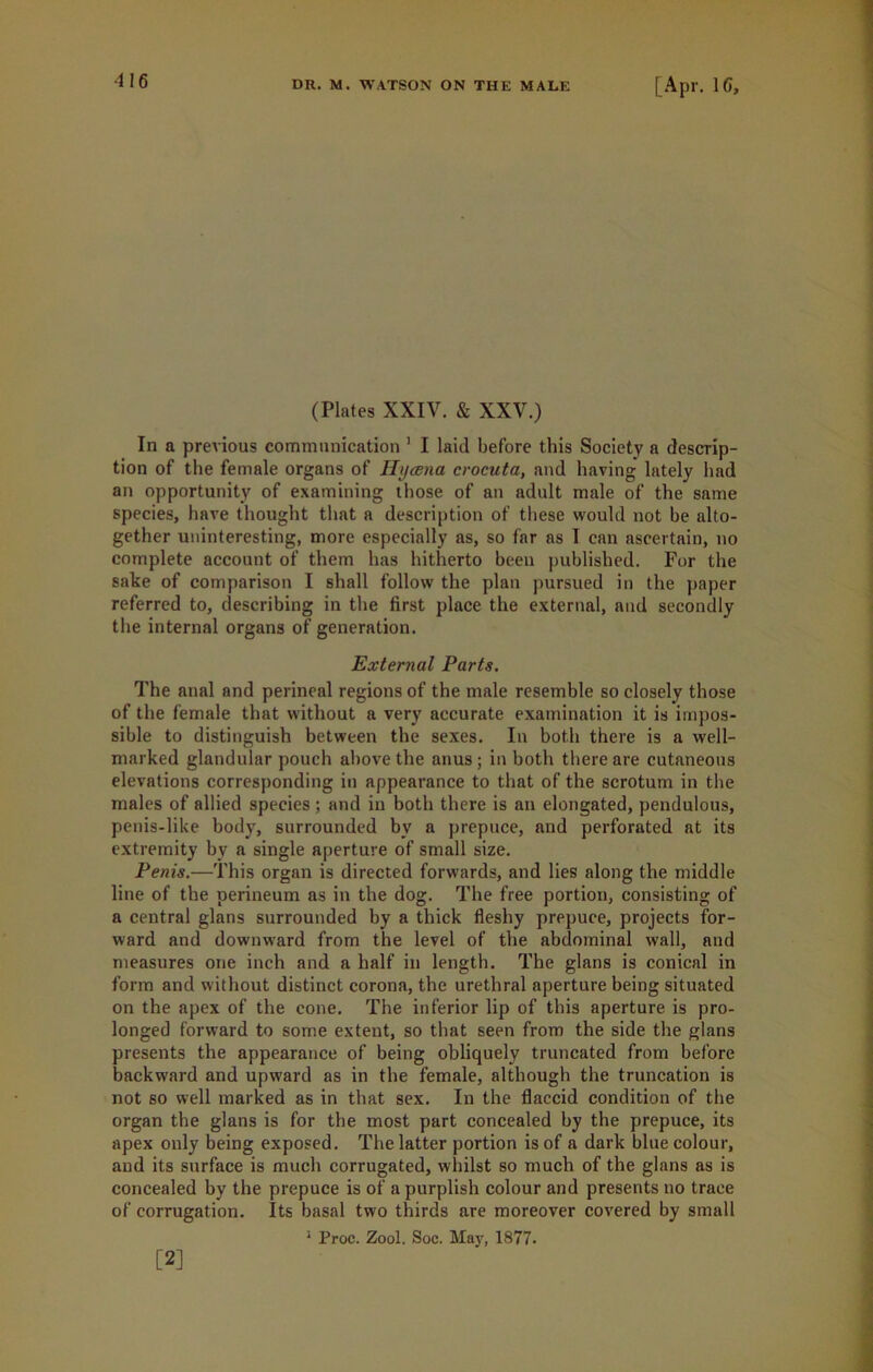 (Plates XXIV. & XXV.) In a previous communication 1 I laid before this Society a descrip- tion of the female organs of Hycena crocuta, and having lately had an opportunity of examining those of an adult male of the same species, have thought that a description of these would not be alto- gether uninteresting, more especially as, so far as I can ascertain, no complete account of them has hitherto been published. For the sake of comparison I shall follow the plan pursued in the paper referred to, describing in the first place the external, and secondly the internal organs of generation. External Parts. The anal and perineal regions of the male resemble so closely those of the female that without a very accurate examination it is impos- sible to distinguish between the sexes. In both there is a well- marked glandular pouch above the anus; in both there are cutaneous elevations corresponding in appearance to that of the scrotum in the males of allied species; and in both there is an elongated, pendulous, penis-like body, surrounded by a prepuce, and perforated at its extremity by a single aperture of small size. Penis.—This organ is directed forwards, and lies along the middle line of the perineum as in the dog. The free portion, consisting of a central glans surrounded by a thick fleshy prepuce, projects for- ward and downward from the level of the abdominal wall, and measures one inch and a half in length. The glans is conical in form and without distinct corona, the urethral aperture being situated on the apex of the cone. The inferior lip of this aperture is pro- longed forward to some extent, so that seen from the side the glans presents the appearance of being obliquely truncated from before backward and upward as in the female, although the truncation is not so well marked as in that sex. In the flaccid condition of the organ the glans is for the most part concealed by the prepuce, its apex only being exposed. The latter portion is of a dark blue colour, and its surface is much corrugated, whilst so much of the glans as is concealed by the prepuce is of a purplish colour and presents no trace of corrugation. Its basal two thirds are moreover covered by small 1 Proc. Zool. Soc. May, 1877. [2]