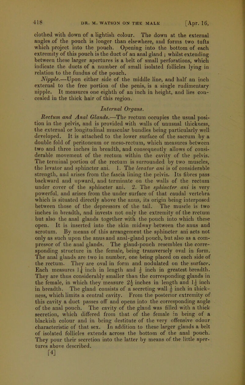clothed with down of a lightish colour. The down at the external angles of the pouch is longer than elsewhere, and forms two tufts which project into the pouch. Opening into the bottom of each extremity of this pouch is the duct of an anal gland ; whilst extending between these larger apertures is a belt of small perforations, which indicate the ducts of a number of small isolated follicles lying in relation to the fundus of the pouch. Nipple.—Upon either side of the middle line, and half an inch external to the free portion of the penis, is a single rudimentary nipple. It measures one eighth of an inch in height, and lies con- cealed in the thick hair of this region. Internal Organs. Rectum and Anal Glands.—The rectum occupies the usual posi- tion in the pelvis, and is provided with walls of unusual thickness, the external or longitudinal muscular bundles being particularly well developed. It is attached to the lower surface of the sacrum by a double fold of peritoneum or meso-rectum, which measures between two and three inches in breadth, and consequently allows of consi- derable movement of the rectum within the cavity of the pelvis. The terminal portion of the rectum is surrounded by two muscles, the levator and sphincter ani. 1. The levator ani is of considerable strength, and arises from the fascia lining the pelvis. Its fibres pass backward and upward, and terminate on the walls of the rectum under cover of the sphincter ani. 2. The sphincter ani is very powerful, and arises from the under surface of that caudal vertebra which is situated directly above the anus, its origin being interposed between those of the depressors of the tail. The muscle is two inches in breadth, and invests not only the extremity of the rectum but also the anal glands together with the pouch into which these open. It is inserted into the skin midway between the anus and scrotum. By means of this arrangement the sphincter ani acts not only as such upon the anus and anal-gland pouch, but also as a com- pressor of the anal glands. The gland-pouch resembles the corre- sponding structure in the female, being transversely oval in form. The anal glands are two in number, one being placed on each side of the rectum. They are oval in form and nodulated on the surface. Each measures 1| inch in length and | inch in greatest breadth. They are thus considerably smaller than the corresponding glands in the female, in which they measure 2| inches in length and 1| inch in breadth. The gland consists of a secreting wall g inch in thick- ness, which limits a central cavity. From the posterior extremity of this cavity a duct passes off and opens into the corresponding angle of the anal pouch. The cavity of the gland was filled with a thick secretion, which differed from that of the female in being of a blackish colour and in being destitute of the very offensive odour characteristic of that sex. In addition to these larger glands a belt of isolated follicles extends across the bottom of the anal pouch. They pour their secretion into the latter by means of the little aper- tures above described. ro