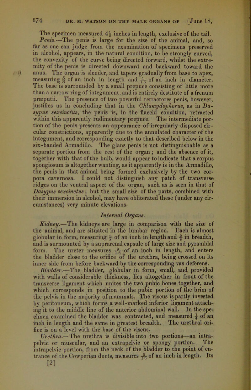 C/4 DR. M. WATSON ON THE MALE ORGANS OF [June 18, The specimen measured 4| inches in length, exclusive of the tail. Penis.—The penis is large for the size of the animal, and, so far as one can judge from the examination of specimens preserved in alcohol, appears, in the natural condition, to be strongly curved, the convexity of the curve being directed forward, whilst the extre- mity of the penis is directed downward and backward toward the anus. The organ is slender, and tapers gradually from base to apex, measuring § of an inch in length and ^ of an inch in diameter. The base is surrounded by a small prepuce consisting of little more than a narrow ring of integument, and is entirely destitute of a frenum praeputii. The presence of two powerful retractores penis, however, justifies us in concluding that in the Chlamydophorus, as in Da- sypus sexcinctus, the penis is, in the flaccid condition, retracted within this apparently rudimentary prepuce. The intermediate por- tion of the penis presents an appearance of irregularly disposed cir- cular constrictions, apparently due to the annulated character of the integument, and corresponding exactly to that described below in the six-banded Armadillo. The glans penis is not distinguishable as a separate portion from the rest of the organ ; and the absence of it, together with that of the bulb, would appear to indicate that a corpus spongiosum is altogether wanting, as it apparently is in the Armadillo, the penis in that animal being formed exclusively by the two cor- pora cavernosa. I could not distinguish any patch of transverse ridges on the ventral aspect of the organ, such as is seen in that of Dasypus sexcinctus; but the small size of the parts, combined with their immersion in alcohol, may have obliterated these (under any cir- cumstances) very minute elevations. Internal Organs. Kidney.—The kidneys are large in comparison with the size of the animal, and are situated in the lumbar region. Each is almost globular in form, measuring $ of an inch in length and J- in breadth, and is surmounted by a suprarenal capsule of large size and pyramidal form. The ureter measures -fy of an inch in length, and enters the bladder close to the orifice of the urethra, being crossed on its inner side from before backward by the corresponding vas deferens. Bladder.—The bladder, globular in form, small, and provided with walls of considerable thickness, lies altogether in front of the transverse ligament which unites the two pubic bones together, and which corresponds in position to the pubic portion of the brim of the pelvis in the majority of mammals. The viscus is partly invested by peritoneum, which forms a well-marked inferior ligament attach- ing it to the middle line of the anterior abdominal wall. In the spe- cimen examined the bladder was contracted, and measured \ of an inch in length and the same in greatest breadth. The urethral ori- fice is on a level with the base of the viscus. Urethra.— The urethra is divisible into two portions—an intra- pelvic or muscular, and an extrapelvic or spongy portion. The intrapelvic portion, from the neck of the bladder to the point of en- trance of the Cowperian ducts, measures -j^-of an inch in length. Its [2]