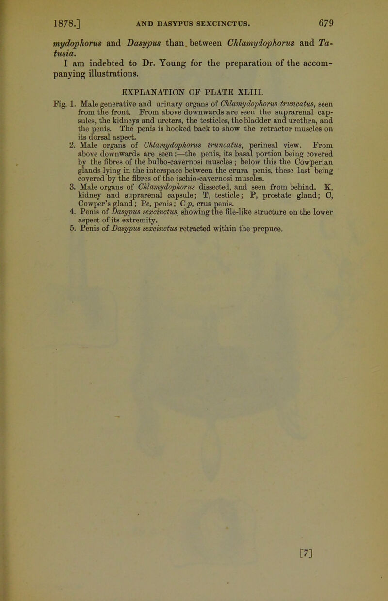 mydophorus and Dasypus than, between Chlamydophorus and Ta- tusia. I am indebted to Dr. Young for the preparation of the accom- panying illustrations. EXPLANATION OF PLATE XLIII. Fig. 1. Male generative and urinary organs of Chlamydophorus truncatus, seen from the front. From above downwards are seen the suprarenal cap- sules, the kidneys and ureters, the testicles, the bladder and urethra, and the penis. The penis is hooked back to show the retractor muscles on its dorsal aspect. 2. Male organs of Chlamydophorus truncatus, perineal view. From above downwards are seen:—the penis, its basal portion being covered by the fibres of the bulbo-cavemosi muscles; below this the Cowperian glands lying in the interspace between the crura penis, these last being covered by the fibres of the ischio-cavernosi muscles. 3. Male organs of Chlamydophorus dissected, and seen from behind. K, kidney and suprarenal capsule; T, testicle; P, prostate gland; 0, Cowper’s gland; Pe, penis; Cp, crus penis. 4. Penis of Dasypus sexcinctus, showing the file-like structure on the lower aspect of its extremity. 5. Penis of Dasypus sexcinctus retracted within the prepuce.