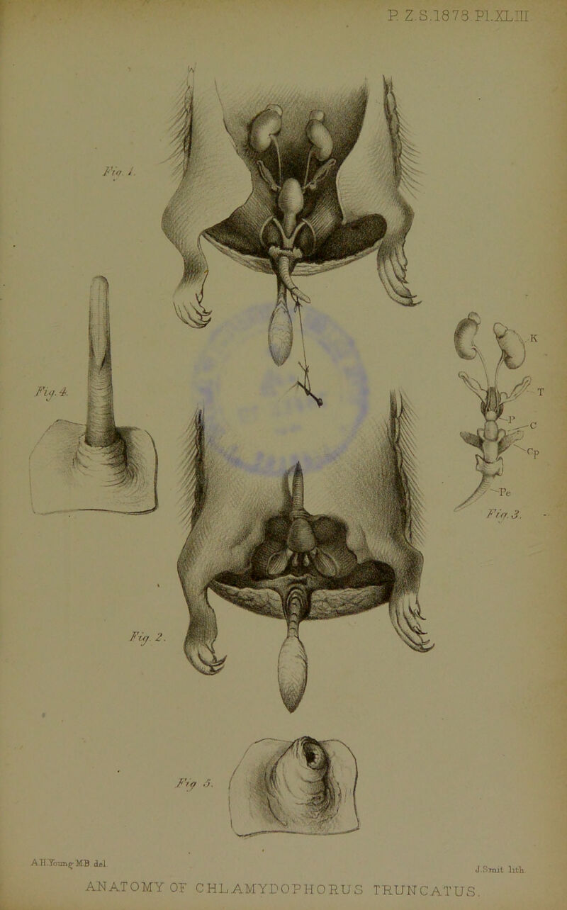 P Z.S.18 73.P1.XLIU A.H.Ycnn^ MB del J.Srojt litTa ANATOMY OF CHLAMYDOPHORUS TRUNCATUS.