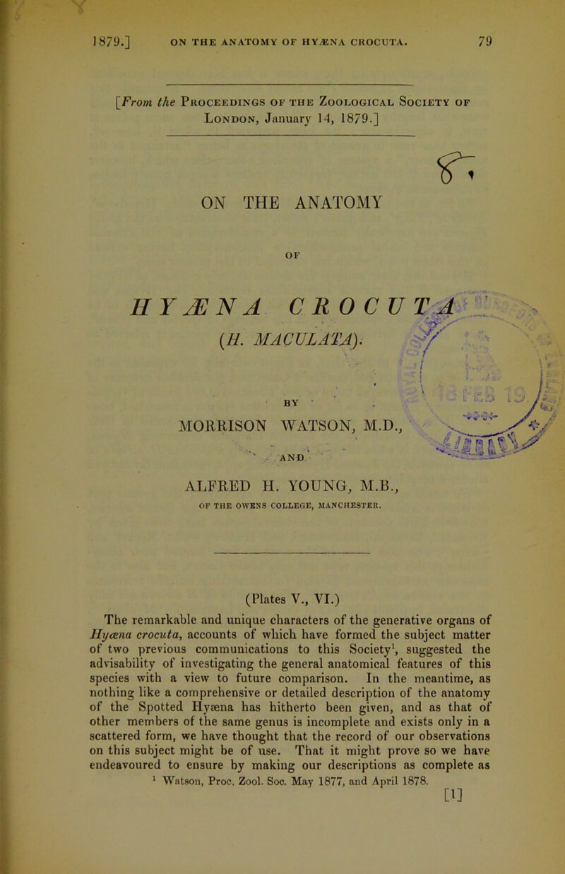 Y 1879.] ON THE ANATOMY OF HYAENA CROCUTA. 79 [From the Proceedings of the Zoological Society of London, January 14, 1879.] ON THE ANATOMY OF H Y JE N A CROCUTA (//. MACULATA). BY MORRISON WATSON, M.D., AND ... ALFRED H. YOUNG, M.B., OF THE OWENS COLLEGE, MANCHESTER. (Plates V., VI.) The remarkable and unique characters of the generative organs of Ilycena crocuta, accounts of which have formed the subject matter of two previous communications to this Society1, suggested the advisability of investigating the general anatomical features of this species with a view to future comparison. In the meantime, as nothing like a comprehensive or detailed description of the anatomy of the Spotted Ilysena has hitherto been given, and as that of other members of the same genus is incomplete and exists only in a scattered form, we have thought that the record of our observations on this subject might be of use. That it might prove so we have endeavoured to ensure by making our descriptions as complete as 1 Watson, Proc. Zool. Soc. May 1877, and April 1878. [1]