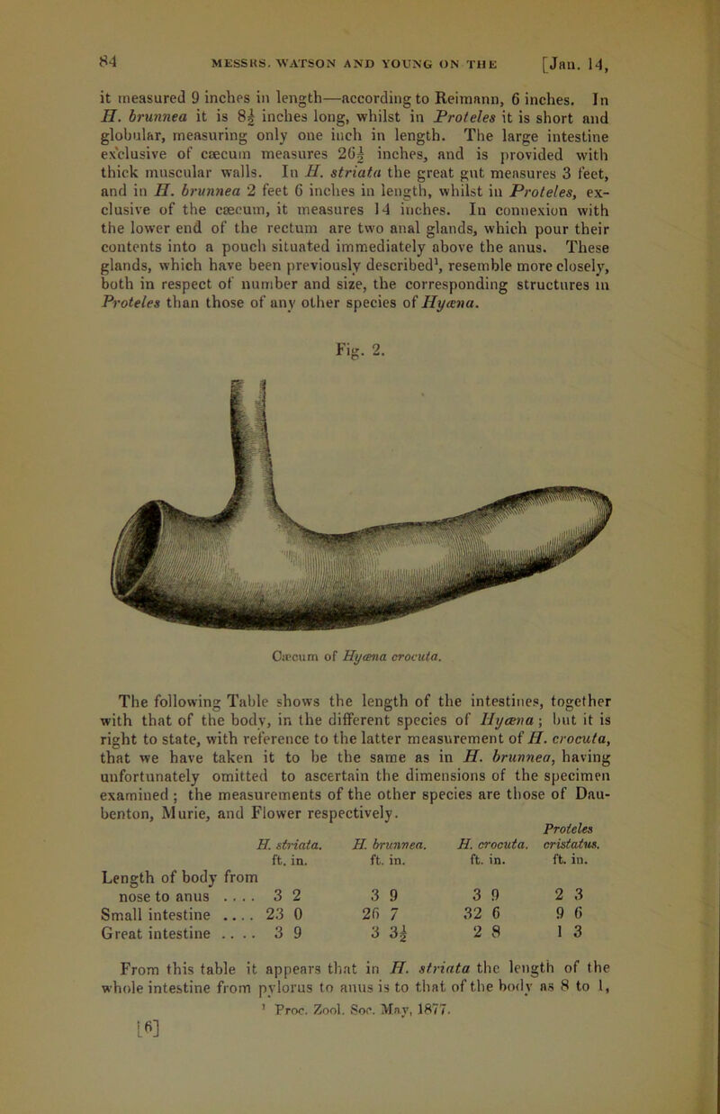 it measured 9 inches in length—according to Reimann, 6 inches. In H. brunnea it is 8| inches long, whilst in Proteles it is short and globular, measuring only one inch in length. The large intestine exclusive of caecum measures 2G| inches, and is provided with thick muscular walls. In H. striata the great gut measures 3 feet, and in II. brunnea 2 feet 6 inches in length, whilst in Proteles, ex- clusive of the caecum, it measures 14 inches. In connexion with the lower end of the rectum are two anal glands, which pour their contents into a pouch situated immediately above the anus. These glands, which have been previously described1, resemble more closely, both in respect of number and size, the corresponding structures m Proteles than those of any other species of Hycena. Caecum of Hycena crocuta. The following Table shows the length of the intestines, together with that of the body, in the different species of Hycena; hut it is right to state, with reference to the latter measurement of II. crocuta, that we have taken it to be the same as in H. brunnea, having unfortunately omitted to ascertain the dimensions of the specimen examined ; the measurements of the other species are those of Dau- benton, Murie, and Flower respectively. H. striata. H. brunnea. H. crocuta. Proteles cristatus. ft. in. ft. in. ft. in. ft. in. Length of body from nose to anus .... 32 3 9 3 9 2 3 Small intestine .... 23 0 26 7 32 6 9 6 Great intestine .... 39 3 3^ 2 8 1 3 From this table it appears that in H. striata the length of the whole intestine from pylorus to anus is to that of the body as 8 to 1, ' Proo. Zool. Soc. May, 1877.