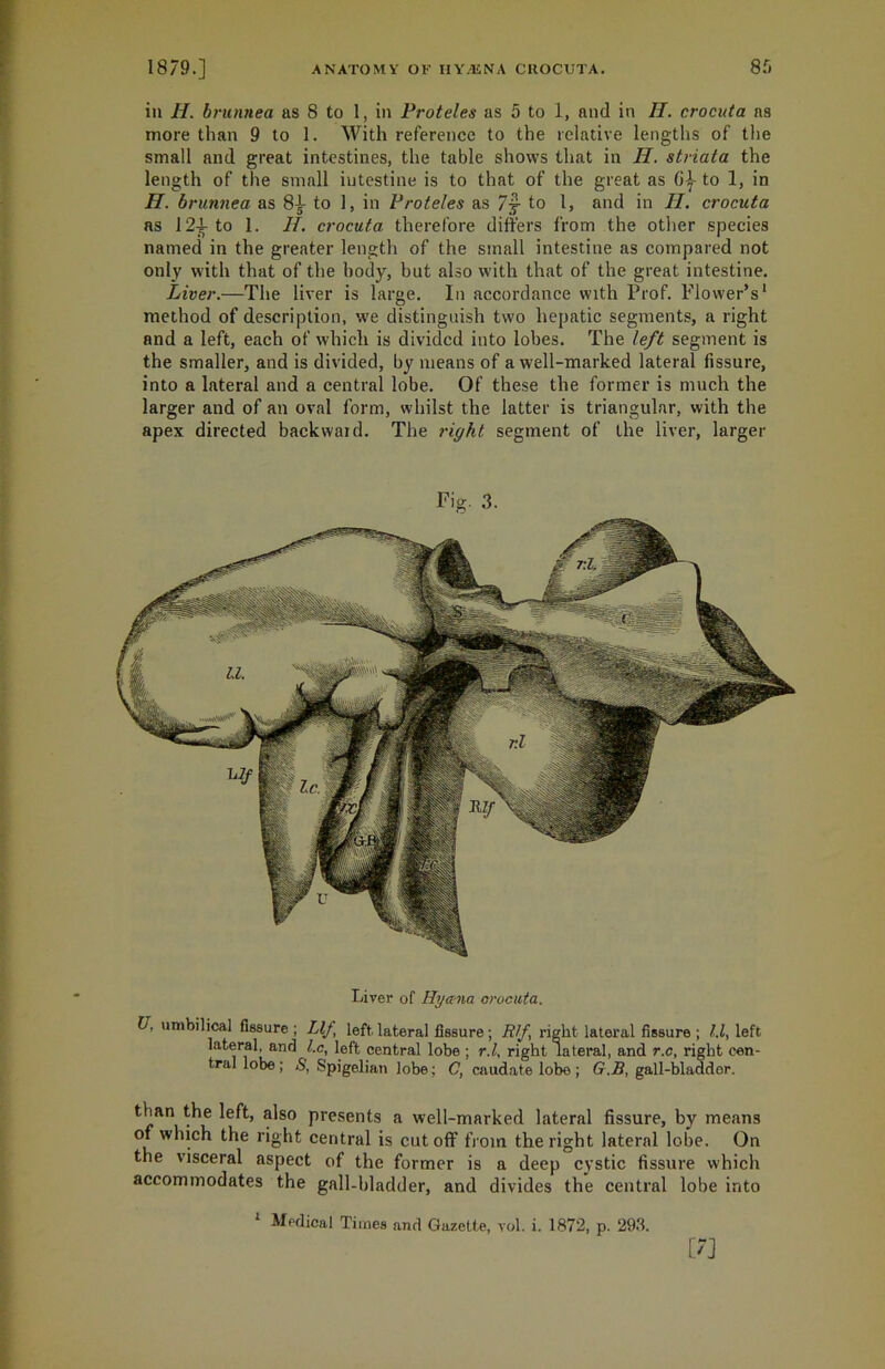 in II. brunnea as 8 to 1, in Proteles as 5 to 1, and in II. crocuta ns more than 9 to 1. With reference to the relative lengths of the small and great intestines, the table shows that in II. striata the length of the small intestine is to that of the great as to 1, in H. brunnea as 8£ to 1, in Proteles as 7|- to 1, and in H. crocuta as 12]L to 1. II. crocuta therefore differs from the other species named in the greater length of the small intestine as compared not only with that of the body, but also with that of the great intestine. Liver.—The liver is large. In accordance with Prof. Flower’s1 method of description, we distinguish two hepatic segments, a right and a left, each of which is divided into lohes. The left segment is the smaller, and is divided, by means of a well-marked lateral fissure, into a lateral and a central lobe. Of these the former is much the larger and of an oval form, whilst the latter is triangular, with the apex directed backward. The right segment of the liver, larger Liver of Ilyana orocuta. U, umbilical Assure ; Llf left.lateral fissure; Rif right lateral fissure ; l.l, left lateral, and l.c, left central lobe ; r.l. right lateral, and r.c, right cen- tral lobe ; S, Spigelian lobe; C, caudate lobe ; (7.2?, gall-bladder. than the left, also presents a well-marked lateral fissure, by means of which the right central is cutoff from the right lateral lobe. On the visceral aspect of the former is a deep cystic fissure which accommodates the gall-bladder, and divides the central lobe into Medical Times and Gazette, vol. i. 1872, p. 298. m