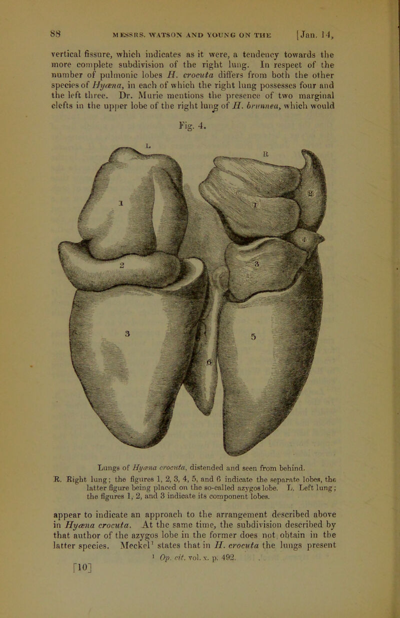 vertical fissure, which indicates as it were, a tendency towards the more complete subdivision of the right lung. In respect of the number of pulmonic lobes H. crocuta differs from both the other species of Hycena, in each of which the right lung possesses four and the left three. Dr. Murie mentions the presence of two marginal clefts in the upper lobe of the right lunjg of II. brunnea, which would Fig. 4. Lungs of Hycena crocuta. distended and seen from behind. R. Right lung; the figures 1, 2, 3, 4, 5, and 6 indicate the separate lobes, the latter figure being placed on the so-called azygos lobe. L. Left lung; the figures 1, 2, and 3 indicate its component lobes. appear to indicate an approach to the arrangement described above in Hycena crocuta. At the same time, the subdivision described by that author of the azygos lobe in the former does not obtain in the latter species. Meckel1 states that in II. crocuta the lungs present ' Op. cit. vol. x. p. 492.