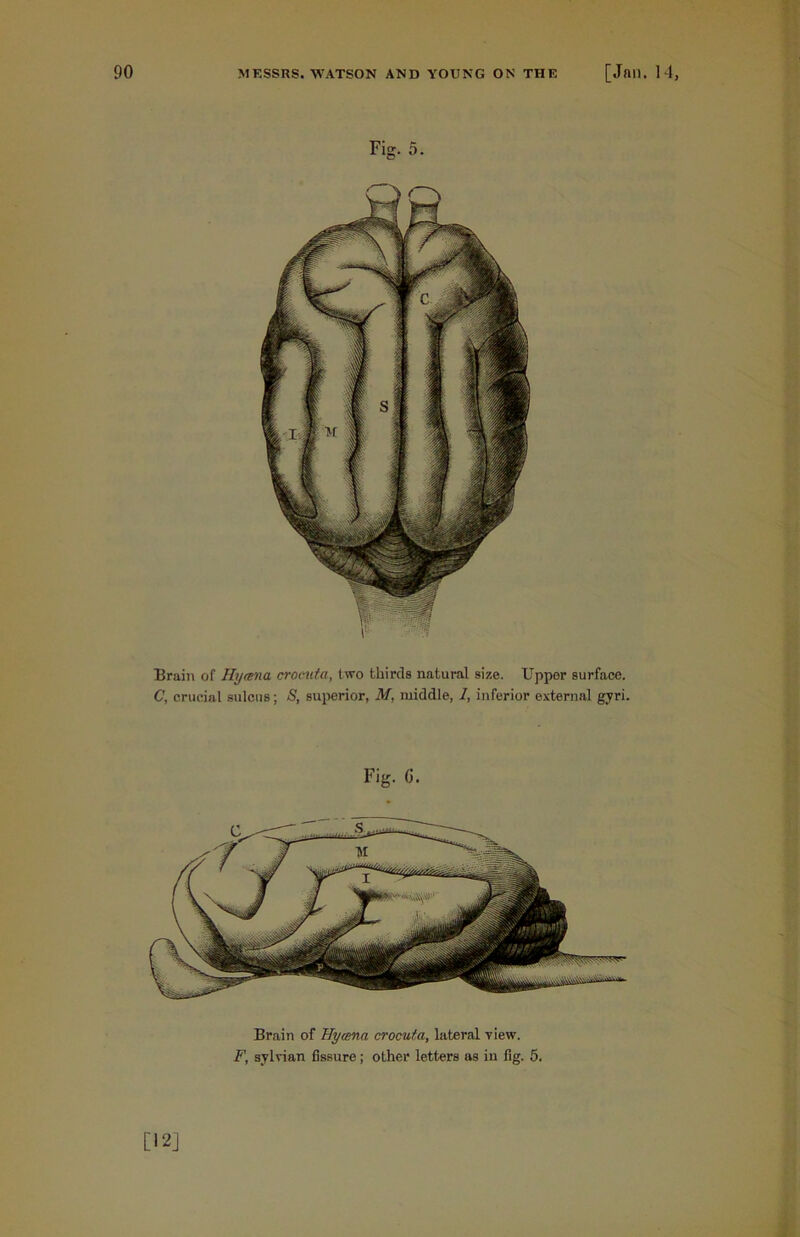 Fig. 5. Brain of Hyrena crocuta, Ivro thirds natural size. Upper surface. C, crucial sulcus; S, superior, M, middle, 7, inferior external gyri. Fig. G. Brain of Hyrena crocuta, lateral view. F, sylvian fissure; other letters as in fig. 5. [12]