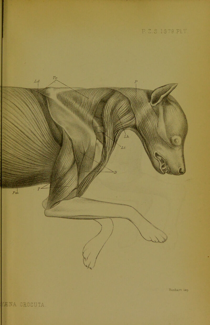 Hanharr. imp CEKA CROCUTA.