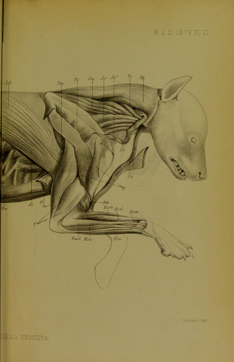 F. I S. 1872 PI.' :r.c