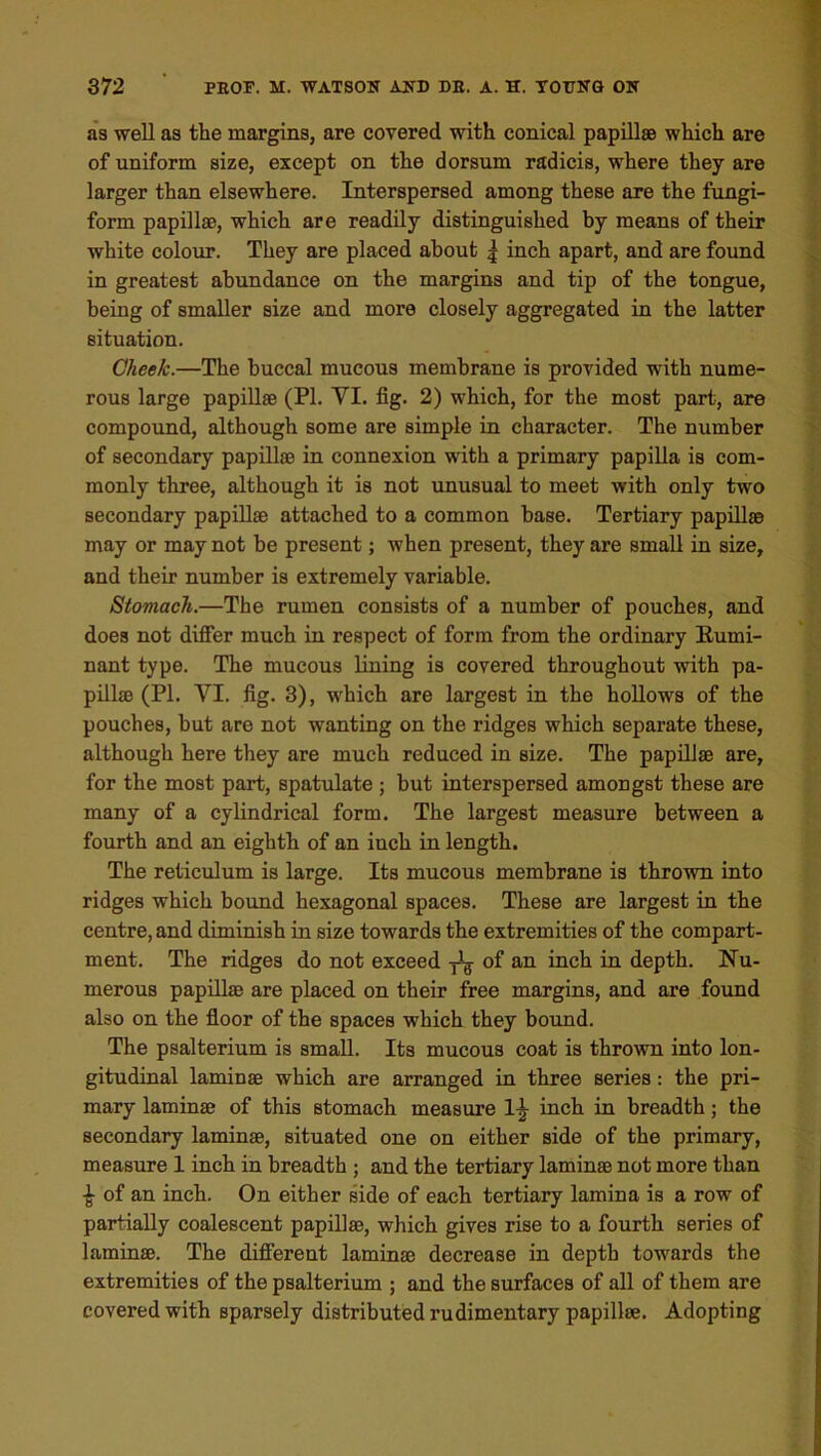 as well as the margins, are covered with conical papillae which are of uniform size, except on the dorsum radicis, where they are larger than elsewhere. Interspersed among these are the fungi- form papillae, which are readily distinguished by means of their white colour. They are placed about 5 inch apart, and are found in greatest abundance on the margins and tip of the tongue, being of smaller size and more closely aggregated in the latter situation. Cheek.—The buccal mucous membrane is provided with nume- rous large papillae (PI. VI. fig. 2) which, for the most part, are compound, although some are simple in character. The number of secondary papillae in connexion with a primary papilla is com- monly three, although it is not unusual to meet with only two secondary papillae attached to a common base. Tertiary papillae may or may not be present; when present, they are small in size, and their number is extremely variable. Stomach.—The rumen consists of a number of pouches, and does not differ much in respect of form from the ordinary Bumi- nant type. The mucous fining is covered throughout with pa- pillae (PI. VI. fig. 3), which are largest in the hollows of the pouches, but are not wanting on the ridges which separate these, although here they are much reduced in size. The papillae are, for the most part, spatulate ; but interspersed amongst these are many of a cylindrical form. The largest measure between a fourth and an eighth of an inch in length. The reticulum is large. Its mucous membrane is thrown into ridges which bound hexagonal spaces. These are largest in the centre, and diminish in size towards the extremities of the compart- ment. The ridges do not exceed of an inch in depth. Nu- merous papillae are placed on their free margins, and are found also on the floor of the spaces which they bound. The psalterium is small. Its mucous coat is thrown into lon- gitudinal laminae which are arranged in three series: the pri- mary laminae of this stomach measure inch in breadth ; the secondary laminae, situated one on either side of the primary, measure 1 inch in breadth ; and the tertiary laminae not more than ■J- of an inch. On either side of each tertiary lamina is a row of partially coalescent papillae, which gives rise to a fourth series of laminae. The different laminae decrease in depth towards the extremities of the psalterium ; and the surfaces of all of them are covered with sparsely distributed rudimentary papillae. Adopting