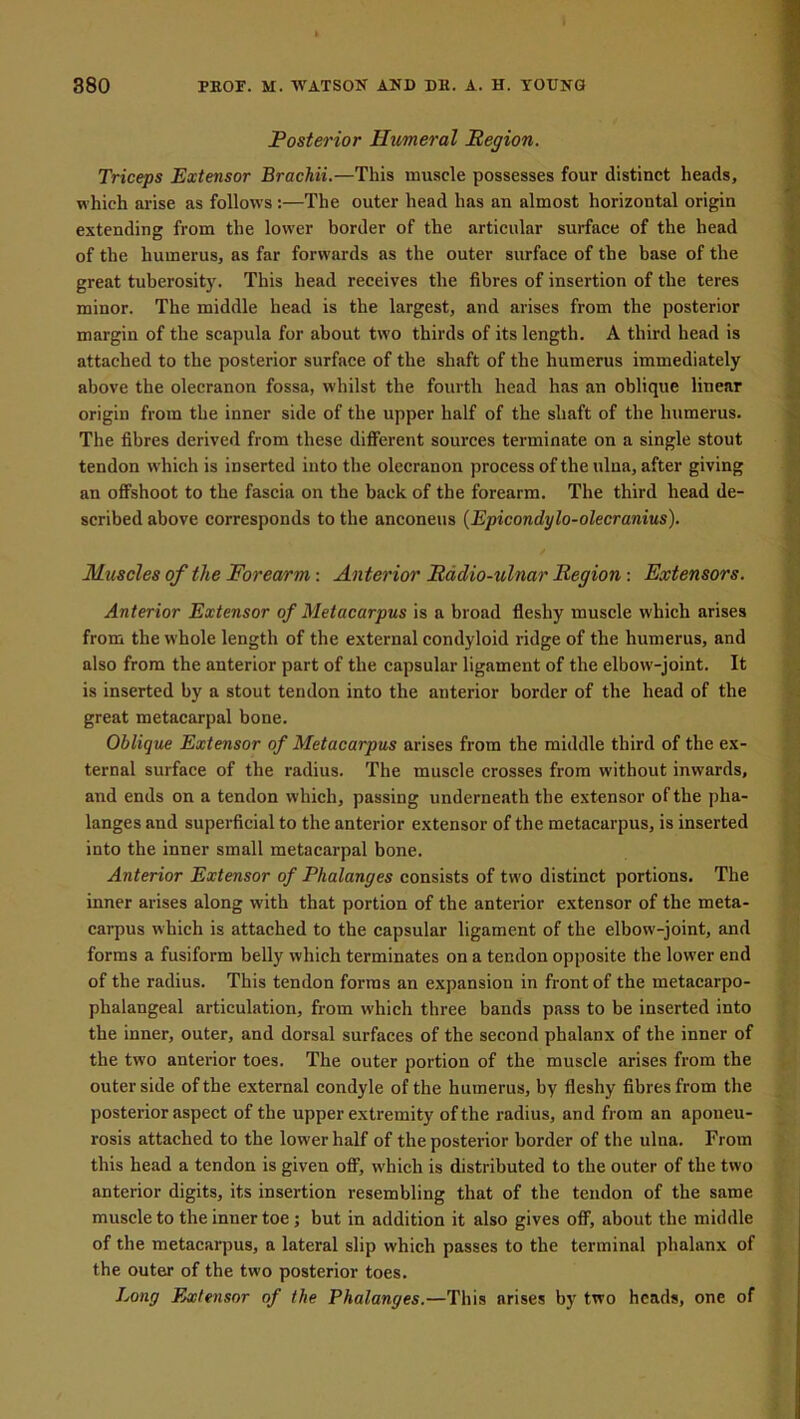 Posterior Humeral Region. Triceps Extensor Brachii.—This muscle possesses four distinct heads, which arise as follows:—The outer head has an almost horizontal origin extending from the lower border of the articular surface of the head of the humerus, as far forwards as the outer surface of the base of the great tuberosity. This head receives the fibres of insertion of the teres minor. The middle head is the largest, and arises from the posterior margin of the scapula for about two thirds of its length. A third head is attached to the posterior surface of the shaft of the humerus immediately above the olecranon fossa, whilst the fourth head has an oblique linear origin from the inner side of the upper half of the shaft of the humerus. The fibres derived from these different sources terminate on a single stout tendon which is inserted into the olecranon process of the ulna, after giving an offshoot to the fascia on the back of the forearm. The third head de- scribed above corresponds to the anconeus (Epicondylo-olecranius). Muscles of the Forearm: Anterior Radio-ulnar Region: Extensors. Anterior Extensor of Metacarpus is a broad fleshy muscle which arises from the whole length of the external condyloid ridge of the humerus, and also from the anterior part of the capsular ligament of the elbow-joint. It is inserted by a stout tendon into the anterior border of the head of the great metacarpal bone. Oblique Extensor of Metacarpus arises from the middle third of the ex- ternal surface of the radius. The muscle crosses from without inwards, and ends on a tendon which, passing underneath the extensor of the pha- langes and superficial to the anterior extensor of the metacarpus, is inserted into the inner small metacarpal bone. Anterior Extensor of Phalanges consists of two distinct portions. The inner arises along with that portion of the anterior extensor of the meta- carpus which is attached to the capsular ligament of the elbow-joint, and forms a fusiform belly which terminates on a tendon opposite the lower end of the radius. This tendon forms an expansion in front of the metacarpo- phalangeal articulation, from which three bands pass to be inserted into the inner, outer, and dorsal surfaces of the second phalanx of the inner of the tw'o anterior toes. The outer portion of the muscle arises from the outer side of the external condyle of the humerus, by fleshy fibres from the posterior aspect of the upper extremity of the radius, and from an aponeu- rosis attached to the lower half of the posterior border of the ulna. From this head a tendon is given off, which is distributed to the outer of the two anterior digits, its insertion resembling that of the tendon of the same muscle to the inner toe; but in addition it also gives off, about the middle of the metacarpus, a lateral slip which passes to the terminal phalanx of the outer of the tw'o posterior toes. Long Extensor of the Phalanges.—This arises by two heads, one of