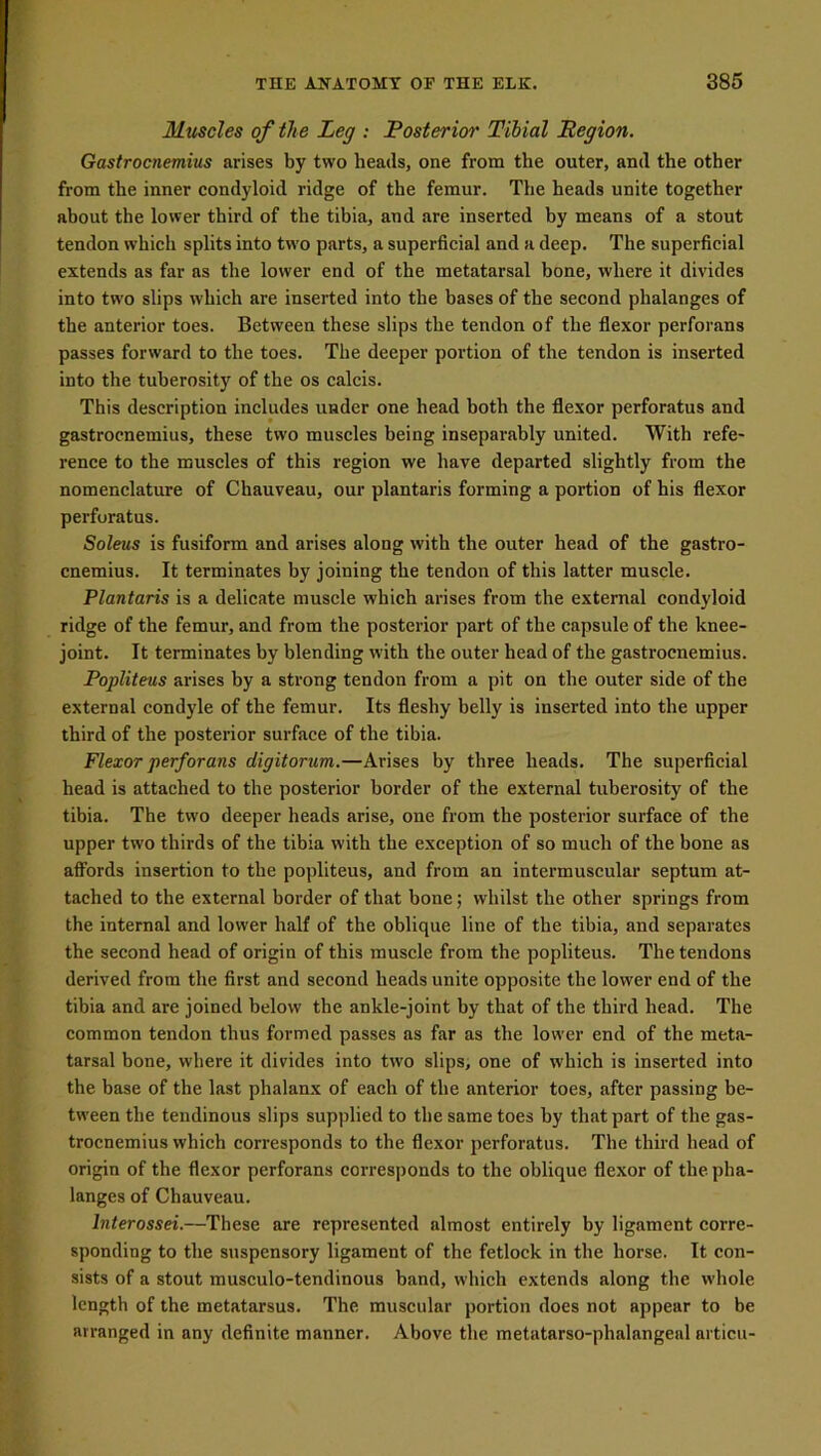 Muscles of the Leg : Posterior Tibial Region. Gastrocnemius arises by two heads, one from the outer, and the other from the inner condyloid ridge of the femur. The heads unite together about the lower third of the tibia, and are inserted by means of a stout tendon which splits into two parts, a superficial and a deep. The superficial extends as far as the lower end of the metatarsal bone, where it divides into two slips which are inserted into the bases of the second phalanges of the anterior toes. Between these slips the tendon of the flexor perforans passes forward to the toes. The deeper portion of the tendon is inserted into the tuberosity of the os calcis. This description includes under one head both the flexor perforatus and gastrocnemius, these two muscles being inseparably united. With refe- rence to the muscles of this region we have departed slightly from the nomenclature of Chauveau, our plantaris forming a portion of his flexor perforatus. Soleus is fusiform and arises along with the outer head of the gastro- cnemius. It terminates by joining the tendon of this latter muscle. Plantaris is a delicate muscle which arises from the external condyloid ridge of the femur, and from the posterior part of the capsule of the knee- joint. It terminates by blending with the outer head of the gastrocnemius. Popliteus arises by a strong tendon from a pit on the outer side of the external condyle of the femur. Its fleshy belly is inserted into the upper third of the posterior surface of the tibia. Flexor perforans digitorum.—Arises by three heads. The superficial head is attached to the posterior border of the external tuberosity of the tibia. The two deeper heads arise, one from the posterior surface of the upper two thirds of the tibia with the exception of so much of the bone as affords insertion to the popliteus, and from an intermuscular septum at- tached to the external border of that bone; whilst the other springs from the internal and lower half of the oblique line of the tibia, and separates the second head of origin of this muscle from the popliteus. The tendons derived from the first and second heads unite opposite the lower end of the tibia and are joined below the ankle-joint by that of the third head. The common tendon thus formed passes as far as the lower end of the meta- tarsal bone, where it divides into two slips, one of which is inserted into the base of the last phalanx of each of the anterior toes, after passing be- tween the tendinous slips supplied to the same toes by that part of the gas- trocnemius which corresponds to the flexor perforatus. The third head of origin of the flexor perforans corresponds to the oblique flexor of the pha- langes of Chauveau. lnterossei.—These are represented almost entirely by ligament corre- sponding to the suspensory ligament of the fetlock in the horse. It con- sists of a stout musculo-tendinous band, which extends along the whole length of the metatarsus. The muscular portion does not appear to be avranged in any definite manner. Above the metatarso-phalangeal articu-