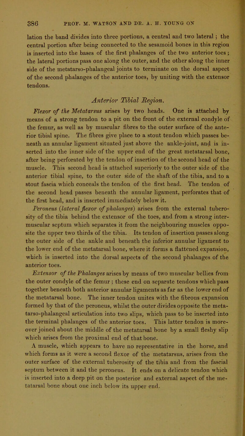 lation the band divides into three portions, a central and two lateral ; the central portion after being connected to the sesamoid bones in this region is inserted into the bases of the first phalanges of the two anterior toes; the lateral portions pass one along the outer, and the other along the inner side of the metatarso-phalangeal joints to terminate on the dorsal aspect of the second phalanges of the anterior toes, by uniting with the extensor tendons. Anterior Tibial Region. Flexor of the Metatarsus arises by two heads. One is attached by means of a strong tendon to a pit on the front of the external condyle of the femur, as well as by muscular fibres to the outer surface of the ante- rior tibial spine. The fibres give place to a stout tendon which passes be- neath an annular ligament situated just above the ankle-joint, and is in- serted into the inner side of the upper end of the great metatarsal bone, after being perforated by the tendon of insertion of the second head of the muscle. This second head is attached superiorly to the outer side of the anterior tibial spine, to the outer side of the shaft of the tibia, and to a stout fascia which conceals the tendon of the first head. The tendon of the second head passes beneath the annular ligament, perforates that of the first head, and is inserted immediately below it. Peroneus {lateral flexor of phalanges) arises from the external tubero- sity of the tibia behind the extensor of the toes, and from a strong inter- muscular septum which separates it from the neighbouring muscles oppo- site the upper two thirds of the tibia. Its tendon of insertion passes along the outer side of the ankle and beneath the inferior annular ligament to the lower end of the metatarsal bone, where it forms a flattened expansion, which is inserted into the dorsal aspects of the second phalanges of the anterior toes. Extensor of the Phalanges arises by means of two muscular bellies from the outer condyle of the femur; these end on separate tendons which pass together beneath both anterior annular ligaments as far as the lower end of the metatarsal bone. The inner tendon unites with the fibrous expansion formed by that of the peroneus, whilst the outer divides opposite the meta- tarso-phalangeal articulation into two slips, which pass to be inserted into the terminal phalanges of the anterior toes. This latter tendon is more- over joined about the middle of the metatarsal bone by a small fleshy slip which arises from the proximal end of that bone. A muscle, which appears to have no representative in the horse, and which forms as it were a second flexor of the metatarsus, arises from the outer surface of the external tuberosity of the tibia and from the fascial septum between it and the peroneus. It ends on a delicate tendon which is inserted into a deep pit on the posterior and external aspect of the me- tatarsal bone about one inch below its upper end.
