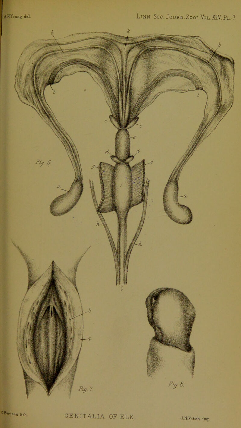 -lttu jItji GENITALIA OF ELK. J.N.Kiteh imp