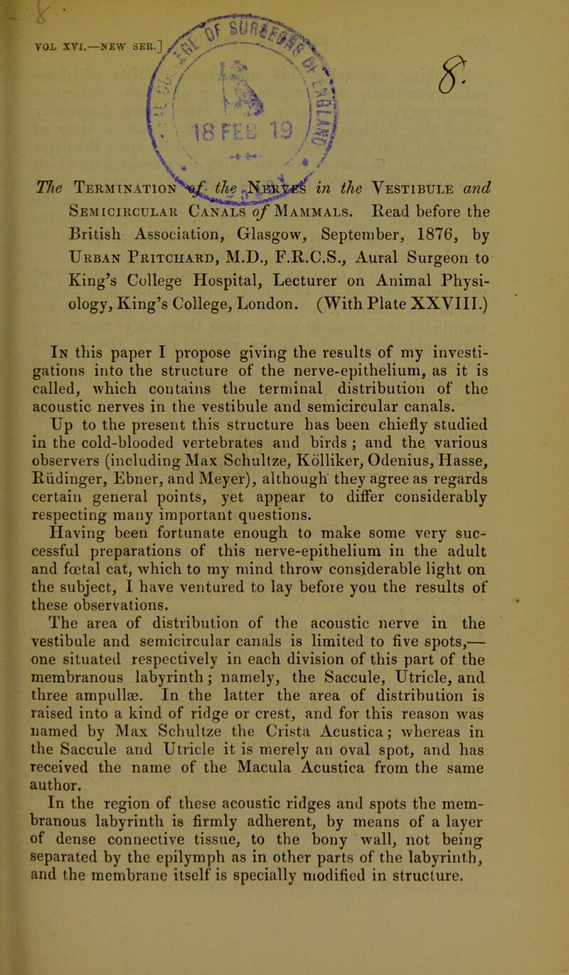 s. VOL XVI.—NEW SER.l /oX V v The Termination Semicircular Canals of Mammals. Read before the British Association, Glasgow, September, 1876, by Urban Pritchard, M.D., F.R.C.S., Aural Surgeon to King’s College Hospital, Lecturer on Animal Physi- ology, King’s College, London. (With Plate XXVIII.) In this paper I propose giving the results of my investi- gations into the structure of the nerve-epithelium, as it is called, which contains the terminal distribution of the acoustic nerves in the vestibule and semicircular canals. Up to the present this structure has been chiefly studied in the cold-blooded vertebrates and birds; and the various observers (including Max Schultze, Kolliker, Odenius, Hasse, Riidinger, Ebner, and Meyer), although they agree as regards certain general points, yet appear to differ considerably respecting many important questions. Having been fortunate enough to make some very suc- cessful preparations of this nerve-epithelium in the adult and foetal cat, which to my mind throw considerable light on the subject, I have ventured to lay before you the results of these observations. The area of distribution of the acoustic nerve in the vestibule and semicircular canals is limited to five spots,— one situated respectively in each division of this part of the membranous labyrinth; namely, the Saccule, Utricle, and three ampulla?. In the latter the area of distribution is raised into a kind of ridge or crest, and for this reason was named by Max Schultze the Crista Acustica; whereas in the Saccule and Utricle it is merely an oval spot, and has received the name of the Macula Acustica from the same author. In the region of these acoustic ridges and spots the mem- branous labyrinth is firmly adherent, by means of a layer of dense connective tissue, to the bony wall, not being separated by the epilymph as in other parts of the labyrinth, and the membrane itself is specially modified in structure.