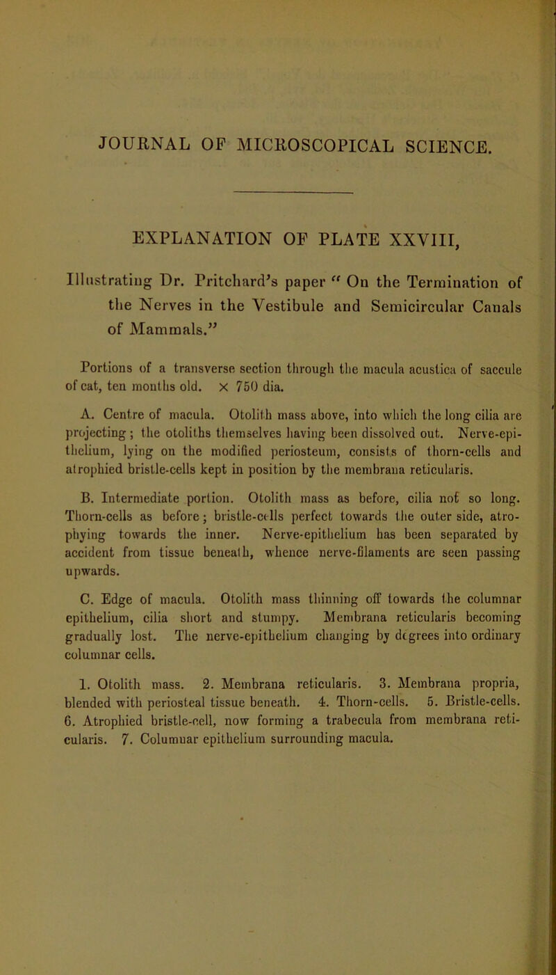 JOURNAL OF MICROSCOPICAL SCIENCE. EXPLANATION OF PLATE XXVIII, Illustrating Ur. Pritchard’s paper “ On the Termination of the Nerves in the Vestibule and Semicircular Canals of Mammals.” Portions of a transverse section through the macula acustica of saccule of cat, ten months old. X 750 dia. A. Centre of macula. Otolith mass above, into which the long cilia are projecting; the otoliths themselves having been dissolved out. Nerve-epi- thelium, lying on the modified periosteum, consists of thorn-cells and atrophied bristle-cells kept in position by the membraua reticularis. B. Intermediate portion. Otolith mass as before, cilia not so long. Thorn-cells as before; bristle-cells perfect towards the outer side, atro- phying towards the inner. Nerve-epithelium has been separated by accident from tissue beneath, whence nerve-filaments are seen passing upwards. C. Edge of macula. Otolith mass thinning off towards the columnar epithelium, cilia short and stumpy. Membrana reticularis becoming gradually lost. The nerve-epithelium changing by degrees into ordinary columnar cells. 1. Otolith mass. 2. Membrana reticularis. 3. Membrana propria, blended with periosteal tissue beneath. 4. Thorn-cells. 5. Bristle-cells. C. Atrophied bristle-cell, now forming a trabecula from membrana reti- cularis. 7. Columnar epithelium surrounding macula.
