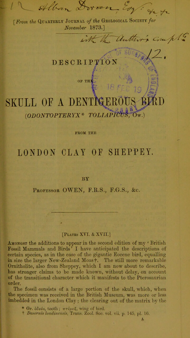 [ From the Quarterly Journal of the Geological Society for November 1873.] DESCRIPTION S'- \ ft tv OF TH<-„ r cA r, & ■-'if \ c,< \ p> ! *? } 3 5 /**••. i i’v/. ; r*- I ■••-» •' SKULL OF A DENTIGEROUS (0 D ONTO PTE R YX * TOLIAPlWk, Ow.) FROM THE LONDON CLAY OF SHEPPEY. BY Professor OWEN, F.R.S., F.G.S., &c. [Plates XVI. & XVII.] Amongst the additions to appear in the second edition of my ‘ British Fossil Mammals and Birds ’ I have anticipated the descriptions of certain species, as in the case of the gigantic Eocene bird, equalling in size the larger New-Zealand Moasf- The still more remarkable Omitholite, also from Sheppey, which I am now about to describe, has stronger claims to bo made known, without delay, on account of the transitional character which it manifests to the Pterosaurian order. The fossil consists of a large portion of the skull, Avhich, when the specimen was received in the British Museum, was more or less imbedded in the London Clay; the clearing out of the matrix by the * Gr. uSoi’is, tooth ; ttrrpai;, wing of bird, t Daaornis londinensis, Trans. Zool. Soe. vol. vii. p. 145, pi. 10. A