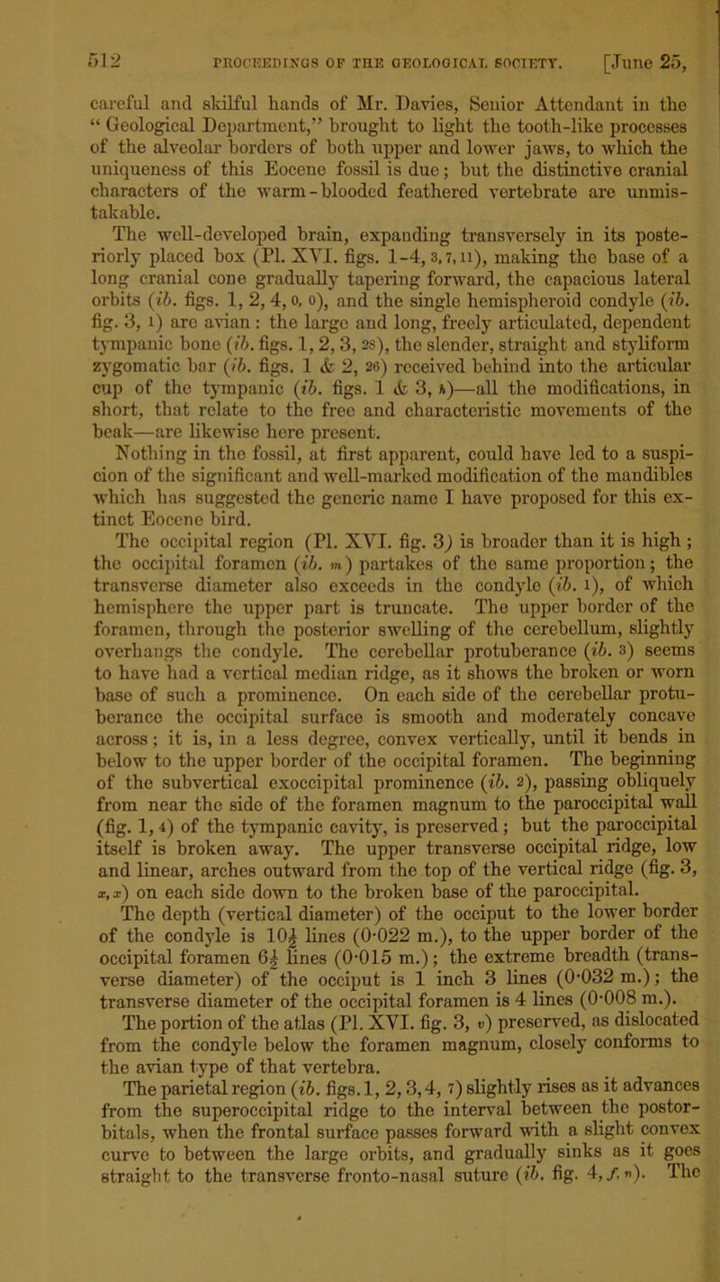 careful and sldlful hands of Mr. Davies, Senior Attendant in the “ Geological Department,” brought to light the tooth-like processes of the alveolar borders of both upper and lower jaws, to which the uniqueness of this Eocene fossil is due; but the distinctive cranial characters of the warm-blooded feathered vertebrate are unmis- takable. The well-developed brain, expanding transversely in its poste- riorly placed box (PI. XVI. figs. 1-4,3,7,11), making the base of a long cranial cone gradually tapering forward, the capacious lateral orbits ((ib. figs. I, 2, 4, 0, 0), and the single hemispheroid condyle (ib. fig. 3, 1) are avian : the large and long, freely articulated, dependent tympanic bone (ib. figs. 1, 2, 3, 2s), the slender, straight and styliform zygomatic bar (ib. figs. 1 & 2, 26) received behind into the articular cup of the tympanic (ib. figs. 1 & 3, a)—all the modifications, in short, that relate to the froe and characteristic movements of the beak—are likewise here present. Nothing in the fossil, at first apparent, could have led to a suspi- cion of the significant and well-marked modification of the mandibles which has suggested the generic name I have proposed for this ex- tinct Eocene bird. The occipital region (PL XVI. fig. 3) is broador than it is high ; the occipital foramen (ib. m) partakes of the same proportion; the transverse diameter also exceeds in the condyle (ib. i), of which hemisphere the upper part is truncate. The upper border of the foramen, through the posterior swelling of the cerebellum, slightly overhangs the condyle. The cerebellar protuberance (ib. 3) seems to have had a vertical median ridge, as it shows the broken or worn base of such a prominence. On each side of the cerebellar protu- berance the occipital surface is smooth and moderately concave across; it is, in a less degree, convex vertically, until it bends in below to the upper border of the occipital foramen. The beginning of the subvertical exoccipital prominence (ib. 2), passing obliquely from near the side of the foramen magnum to the paroccipital wall (fig. 1, 4) of the tympanic cavity, is preserved; but the paroccipital itself is broken away. The upper transverse occipital ridge, low and linear, arches outward from the top of the vertical ridge (fig. 3, x, x) on each side down to the broken base of the paroccipital. The depth (vertical diameter) of the occiput to the lower border of the condyle is 10^ lines (0-022 m.), to the upper border of the occipital foramen 6| lines (0-015 m.); the extreme breadth (trans- verse diameter) of the occiput is 1 inch 3 lines (0-032 m.); the transverse diameter of the occipital foramen is 4 lines (0-008 m.). The portion of the atlas (PI. XVI. fig. 3, v) preserved, as dislocated from the condyle below the foramen magnum, closely conforms to the avian type of that vertebra. The parietal region (ib. figs. 1, 2,3,4,7) slightly rises as it advances from the superoccipital ridge to the interval between the postor- bitals, when the frontal surface passes forward with a slight convex curve to between the large orbits, and gradually sinks as it goes straight to the transverse fronto-nasal suture (ib. fig. 4,/,«). The