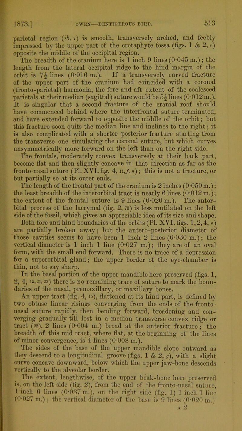 parietal region (ib. 7) is smooth, transversely arched, and feebly impressed by the upper part of the crotaphyte fossa (figs. 1 & 2,«) opposite the middle of the occipital region. The breadth of the cranium here is 1 inch 9 lines (0-045 m.); the length from the lateral occipital ridge to the hind margin of the orbit is 7| lines (0-016 m.). If a transversely curved fracture of the upper part of the cranium had coincided with a coronal (fronto-parietal) harmonia, the fore and aft extent of the coalesced parietals at their median (sagittal) suture would be 5] lines (0'012 m.). It is singular that a second fracture of the cranial roof should have commenced behind where the interfrontal suture terminated, and have extended forward to opposite the middle of the orbit; but this fracture soon quits the median line and inclines to the right; it is also complicated with a shorter posterior fracture starting from the transverse one simulating the coronal suture, but which curves unsymmetrically more forward on the left than on the right side. The frontals, moderately convex transversely at their back part, become flat and then slightly concave in that direction as far as the fronto-nasal suture (PI. XYI. fig. 4, n,/, »); this is not a fracture, or but partially so at its outer ends. The length of the frontal part of the cranium is 2 inches (0-050 m.); the least breadth of the interorbital tract is nearly 6 lines (0-012 m.); the extent of the frontal suture is 9 lines (0-020 m.). The antor- bital process of the lacrymal (fig. 2, 73) is less mutilated on the left side of the fossil, which gives an appreciable idea of its size and shape. Both fore and hind boundaries of the orbits (PL XYI. figs. 1,2,4, o) are partially broken away; but the antero-posterior diameter of those cavities seems to have been 1 inch 2 lines (0-030 m.); the vertical diameter is 1 inch 1 line (0-027 m.); they are of an oval form, with the small end forward. There is no trace of a depression for a superorbital gland; the upper border of the eye-chamber is thin, not to say sharp. In the basal portion of the upper mandible here preserved (figs. 1, 2, 4, 15,21,22) there is no remaining trace of suture to mark the boun- daries of the nasal, premaxillary, or maxillary bones. An upper tract (fig. 4, io), flattened at its hind part, is defined by two obtuse linear risings converging from the ends of the fronto- nasal suture rapidly, then bending forward, broadening and con- verging gradually till lost in a median transverse convex ridge or tract (22), 2 lines (0-004 m.) broad at the anterior fracture ; the breadth of this mid tract, where flat, at the beginning of the lines of minor convergence, is 4 lines (0-008 m.). The sides of the base of the upper mandible slope outward as they descend to a longitudinal groove (figs. 1 & 2, g), with a slight curve concave downward, below which the upper jaw-bone descends vertically to the alveolar border. The extent, lengthwise, of the upper beak-bone here preserved is, on the left side (fig. 2), from the end of the fronto-nasal suture, 1 inch 6 lines (0-037 m.), on the right side (fig. 1) 1 inch 1 lino (0-027 m.); the vertical diameter of the base is 9 lines (0-020 in.; a 2