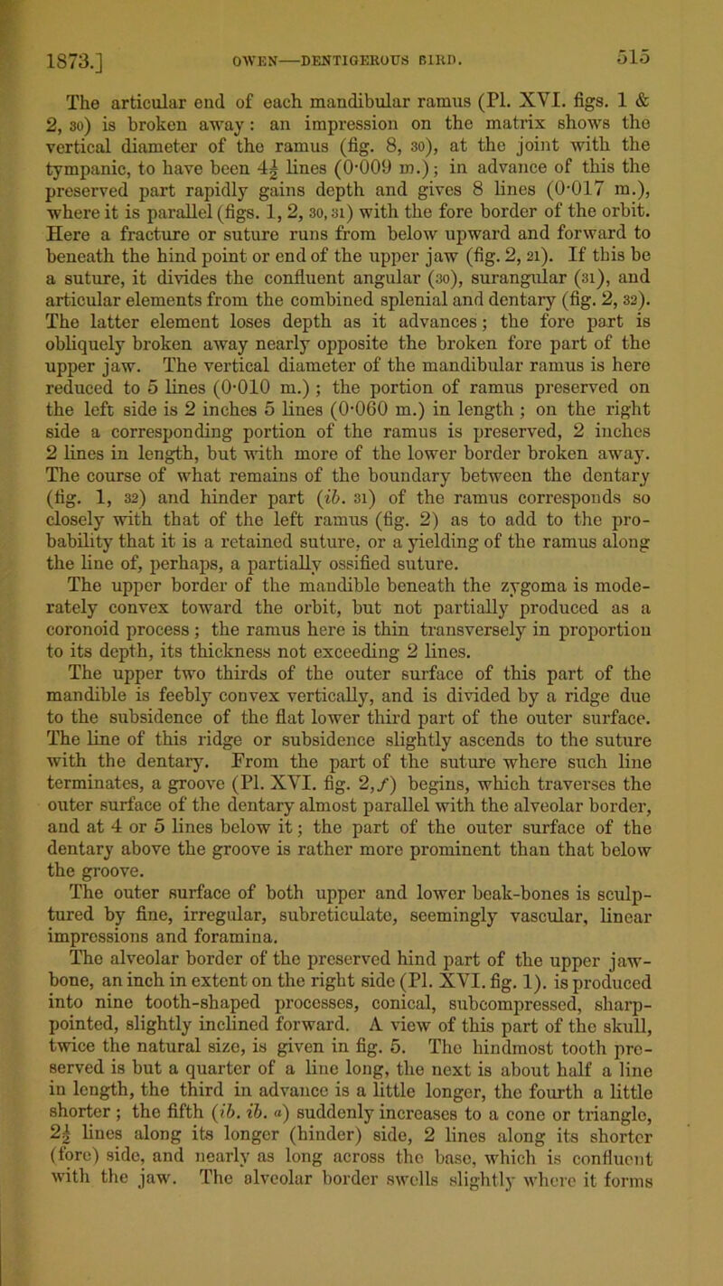 The articular end of each mandibular ramus (PI. XY1. figs. 1 & 2, 30) is broken away : an impression on the matrix shows the vertical diameter of the ramus (fig. 8, 30), at the joint with the tympanic, to have been 4^ lines (0-009 m.); in advance of this the preserved part rapidly gains depth and gives 8 lines (0-017 m.), where it is parallel (figs. 1, 2, 30,3i) with the fore border of the orbit. Here a fracture or suture runs from below upward and forward to beneath the hind point or end of the upper jaw (fig. 2, 21). If this be a suture, it divides the confluent angular (30), surangular (31), and articular elements from the combined splenial and dentary (fig. 2, 32). The latter element loses depth as it advances; the fore part is obliquely broken away nearly opposite the broken fore part of the upper jaw. The vertical diameter of the mandibular ramus is here reduced to 5 lines (0-010 m.) ; the portion of ramus preserved on the left side is 2 inches 5 lines (0-060 m.) in length ; on the right side a corresponding portion of the ramus is preserved, 2 inches 2 lines in length, but with more of the lower border broken away. The course of what remains of the boundary between the dentary (fig. 1, 32) and hinder part (ib. 3i) of the ramus corresponds so closely with that of the left ramus (fig. 2) as to add to the pro- bability that it is a retained suture, or a yielding of the ramus along the line of, perhaps, a partially ossified suture. The upper border of the mandible beneath the zygoma is mode- rately convex toward the orbit, but not partially produced as a coronoid process ; the ramus here is thin transversely in proportion to its depth, its thickness not exceeding 2 lines. The upper two thirds of the outer surface of this part of the mandible is feebly convex vertically, and is divided by a ridge due to the subsidence of the flat lower third part of the outer surface. The line of this ridge or subsidence slightly ascends to the suture with the dentary. Prom the part of the suture where such line terminates, a groove (PI. XYI. fig. 2,/) begins, which traverses the outer surface of the dentary almost parallel with the alveolar border, and at 4 or 5 lines below it; the part of the outer surface of the dentary above the groove is rather more prominent than that below the groove. The outer surface of both upper and lower beak-bones is sculp- tured by fine, irregular, subreticulate, seemingly vascular, linear impressions and foramina. The alveolar border of the preserved hind part of the upper jaw- bone, an inch in extent on the right side (PI. XVI. fig. 1). is produced into nine tooth-shaped processes, conical, subcompressed, sharp- pointed, slightly inclined forward. A view of this part of the skull, twice the natural size, is given in fig. 5. The hindmost tooth pre- served is but a quarter of a line long, the next is about half a line in length, the third in advance is a little longer, the fourth a little shorter ; the fifth (ib. ib. a) suddenly increases to a cone or triangle, 2-} lines along its longer (hinder) side, 2 lines along its shorter (fore) side, and nearly as long across the base, which is confluent with the jaw. The alveolar border swells slightly where it forms