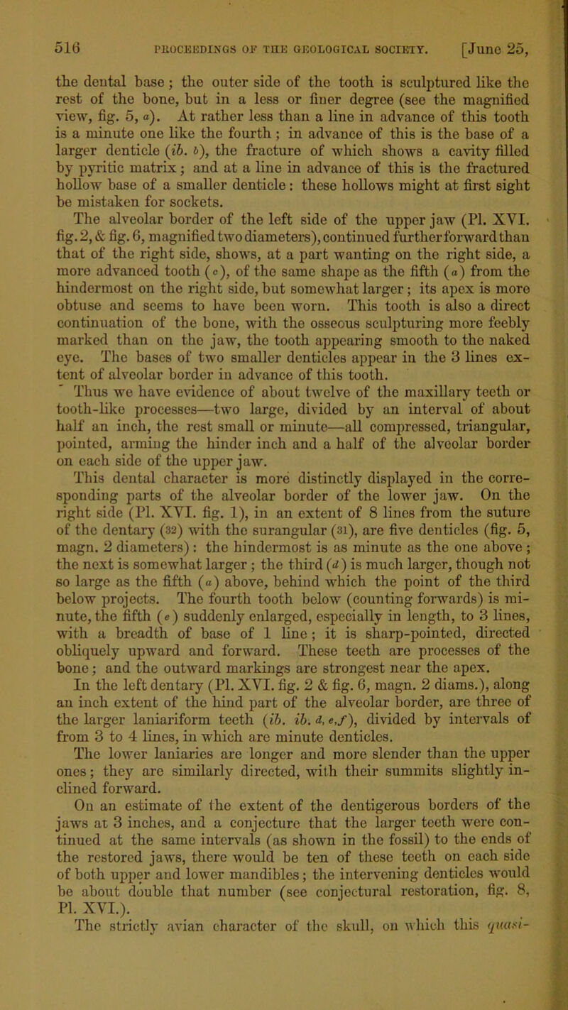 the dental base; the outer side of the tooth is sculptured like the rest of the hone, but in a less or finer degree (see the magnified view, fig. 5, a). At rather less than a line in advance of this tooth is a minute one like the fourth ; in advance of this is the base of a larger denticle (ib. &), the fracture of which shows a cavity filled by pyritic matrix; and at a line in advance of this is the fractured hollow base of a smaller denticle: these hollows might at first sight be mistaken for sockets. The alveolar border of the left side of the upper jaw (PI. XVI. fig. 2, & fig. G, magnified two diameters), continued further forward thau that of the right side, shows, at a part wanting on the right side, a more advanced tooth (c), of the same shape as the fifth (a) from the hindermost on the right side, but somewhat larger; its apex is more obtuse and seems to have been worn. This tooth is also a direct continuation of the bone, with the osseous sculpturing more feebly marked than on the jaw, the tooth appearing smooth to the naked eye. The bases of two smaller denticles appear in the 3 lines ex- tent of alveolar border in advance of this tooth. Thus we have evidence of about twelve of the maxillary teeth or tooth-like processes—two large, divided by an interval of about half an inch, the rest small or minute—all compressed, triangular, pointed, arming the hinder inch and a half of the alveolar border on each side of the upper jaw. This dental character is more distinctly displayed in the corre- sponding parts of the alveolar border of the lower jaw. On the right side (PI. XYI. fig. 1), in an extent of 8 lines from the suture of the dentary (32) with the surangular (3i), are five denticles (fig. 5, magn. 2 diameters) : the hindermost is as minute as the one above ; the next is somewhat larger ; the third (rf) is much larger, though not so large as the fifth (a) above, behind which the point of the third below projects. The fourth tooth below (counting forwards) is mi- nute, the fifth (e) suddenly enlarged, especially in length, to 3 lines, with a breadth of base of 1 line; it is sharp-pointed, directed obliquely upward and forward. These teeth are processes of the bone; and the outward markings are strongest near the apex. In the left dentaiy (PI. XYI. fig. 2 & fig. 6, magn. 2 diarns.), along an inch extent of the hind part of the alveolar border, are three of the larger laniariform teeth (ib. ib. d,«,/), divided by intervals of from 3 to 4 lines, in which are minute denticles. The lower laniaries are longer and more slender than the upper ones; they are similarly directed, with their summits slightly in- clined forward. On an estimate of the extent of the dentigerous borders of the jaws at 3 inches, and a conjecture that the larger teeth were con- tinued at the same intervals (as shown in the fossil) to the ends of the restored jaws, there would be ten of these teeth on each side of both upper and lower mandibles; the intervening denticles would be about double that number (see conjectural restoration, fig. 8, PL XVI.). The strictly avian character of the skull, on which this quasi-