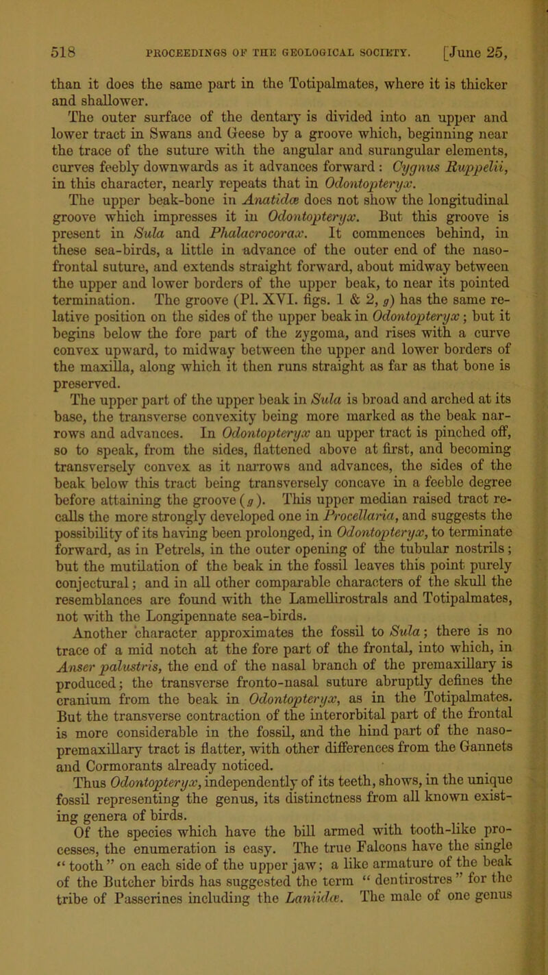 than it does the same part in the Totipalmates, where it is thicker and shallower. The outer surface of the dentary is divided into an upper and lower tract in Swans and Geese by a groove which, beginning near the trace of the suture with the angular and surangular elements, curves feebly downwards as it advances forward : Cygnus Ruppelii, in this character, nearly repeats that in Odontopteryx. The upper beak-hone in Anatidce does not show the longitudinal groove which impresses it in Odontopteryx. But this groove is present in Sula and Phalacrocorax. It commences behind, in these sea-birds, a little in advance of the outer end of the naso- frontal suture, and extends straight forward, about midway between the upper and lower borders of the upper beak, to near its pointed termination. The groove (PL XYI. figs. 1 & 2, g) has the same re- lative position on the sides of tho upper beak in Odontopteryx • but it begins below the fore part of the zygoma, and rises with a curve convex upward, to midway between the upper and lower borders of the maxilla, along which it then runs straight as far as that hone is preserved. The upper part of the upper beak in Sula is broad and arched at its base, the transverse convexity being more marked as the beak nar- rows and advances. In Odontopteryx an upper tract is pinched off, so to speak, from the sides, flattened above at first, and becoming transversely convex as it narrows and advances, the sides of the beak below this tract being transversely concave in a feeble degree before attaining the groove (.?). This upper median raised tract re- calls the more strongly developed one in Procellaria, and suggests the possibility of its having been prolonged, in Odontopteryx, to terminate forward, as in Petrels, in the outer opening of the tubular nostrils; but the mutilation of the beak in the fossil leaves this point purely conjectural; and in all other comparable characters of the skull the resemblances are found with the Lamellirostrals and Totipalmates, not with the Longipennate sea-birds. Another character approximates the fossil to Sula; there is no trace of a mid notch at the fore part of the frontal, into which, in Anser palustris, the end of the nasal branch of the premaxillary is produced; the transverse fronto-nasal suture abruptly defines the cranium from the beak in Odontopteryx, as in the Totipalmates. But the transverse contraction of the interorbital part of the frontal is more considerable in the fossil, and the hind part of the naso- premaxillary tract is flatter, with other differences from the Gannets and Cormorants already noticed. Thus Odontopteryx, independently of its teeth, shows, in the unique fossil representing the genus, its distinctness from all known exist- ing genera of birds. Of the species which have the bill armed with tooth-like pro- cesses, the enumeration is easy. The true Falcons have the single “ tooth ” on each side of the upper jaw; a like armature of the beak of the Butcher birds has suggested the term “ dentirostres ’ for the tribe of Passerines including the Laniidoe. The male of one genus